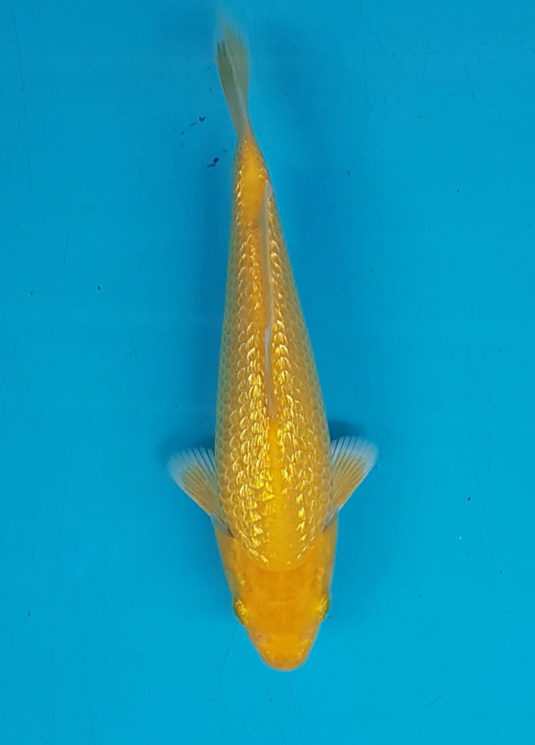 Juara 1