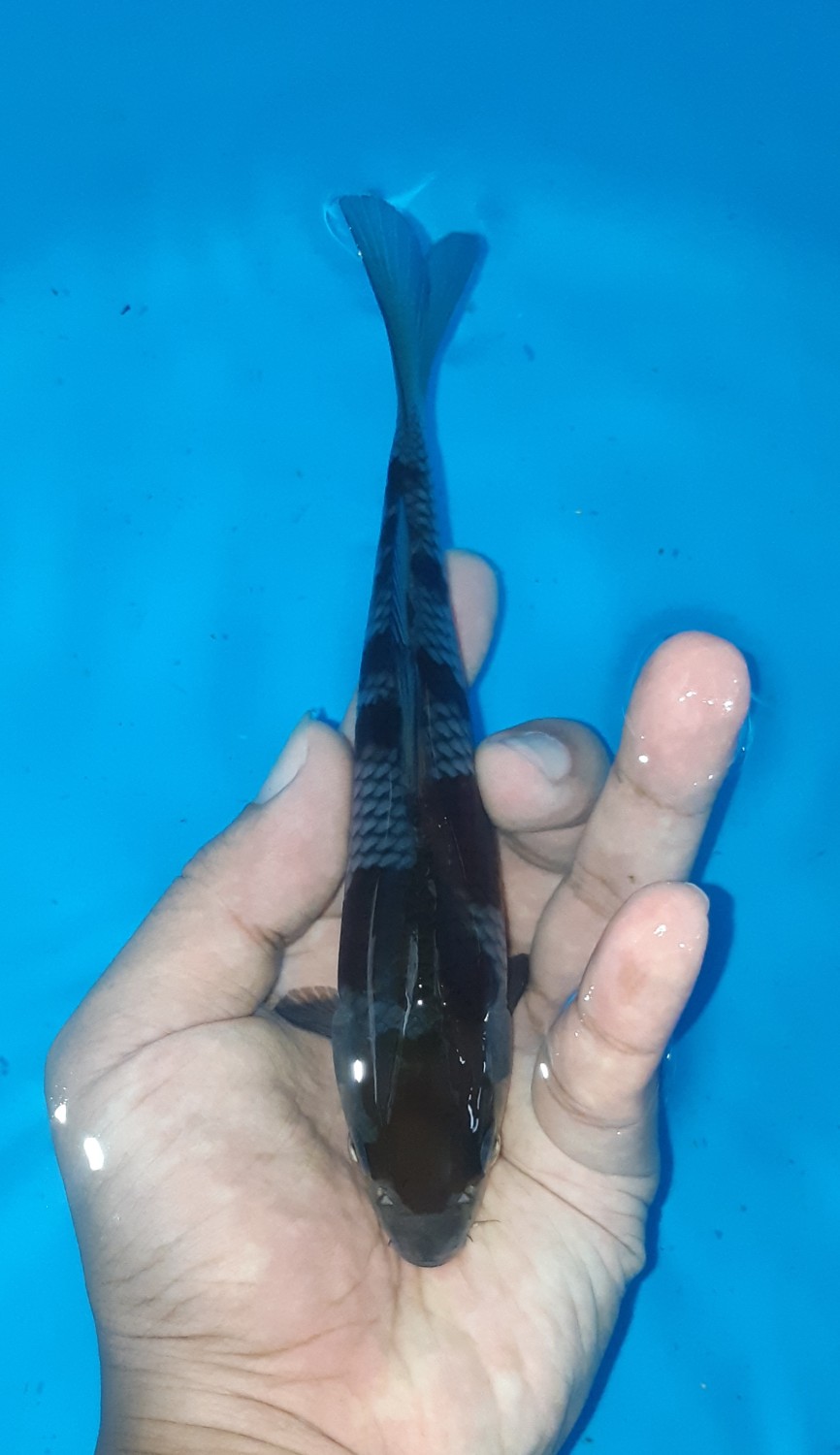 Juara 3