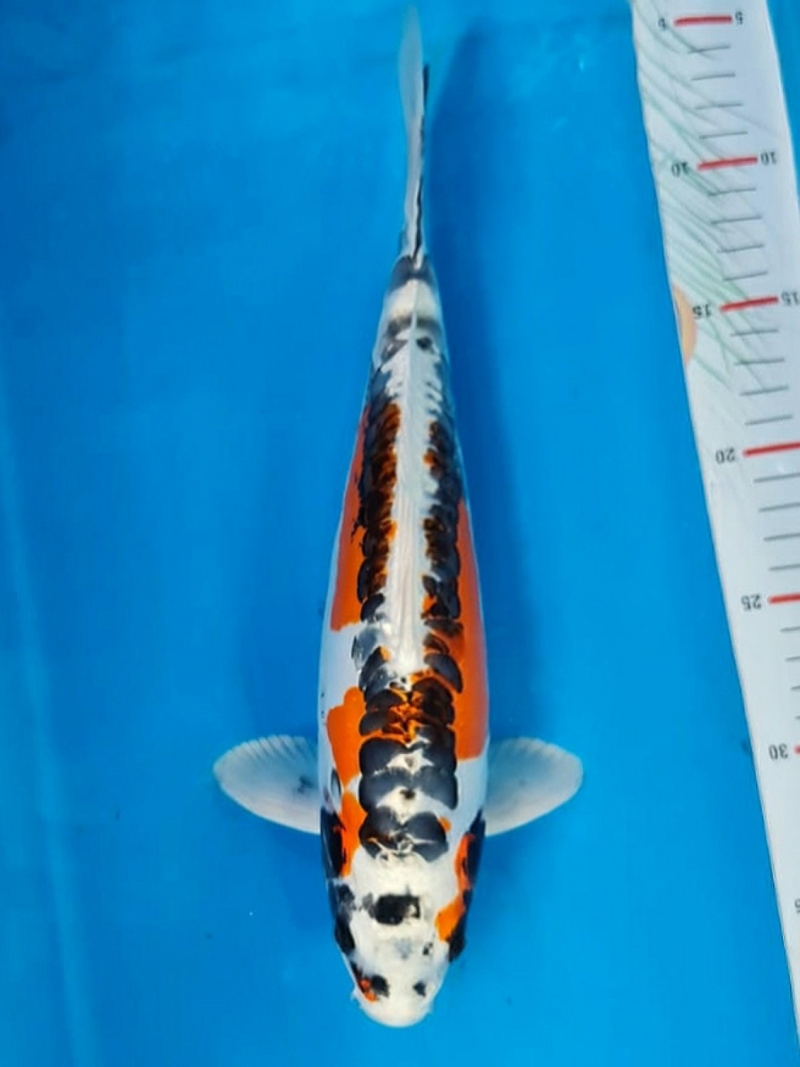 Juara 2