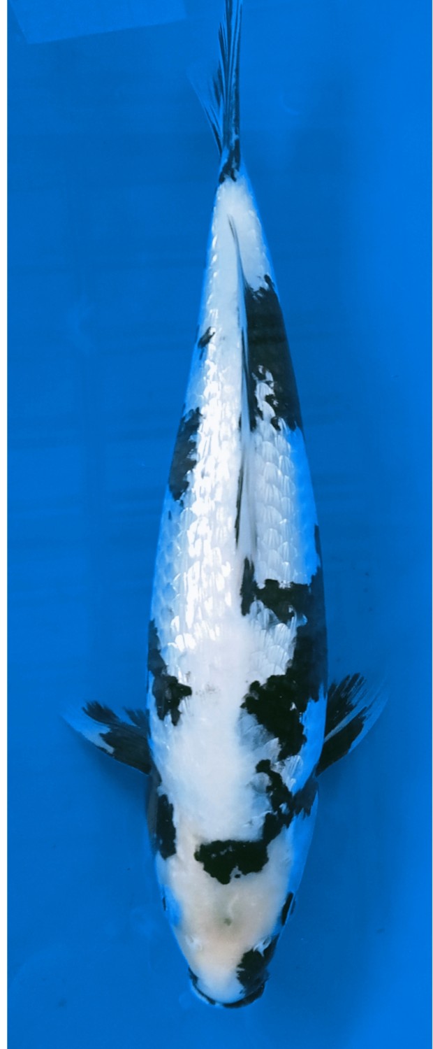 Juara 1