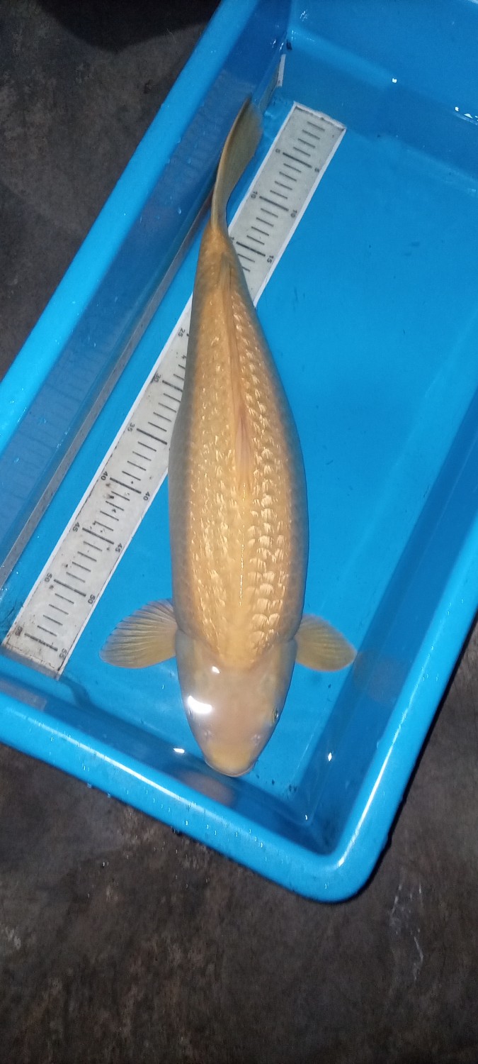 Juara 1