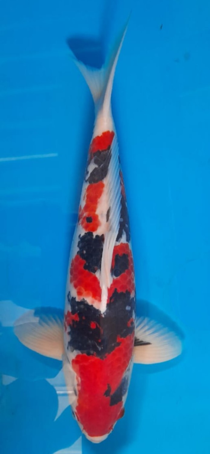 Juara 3
