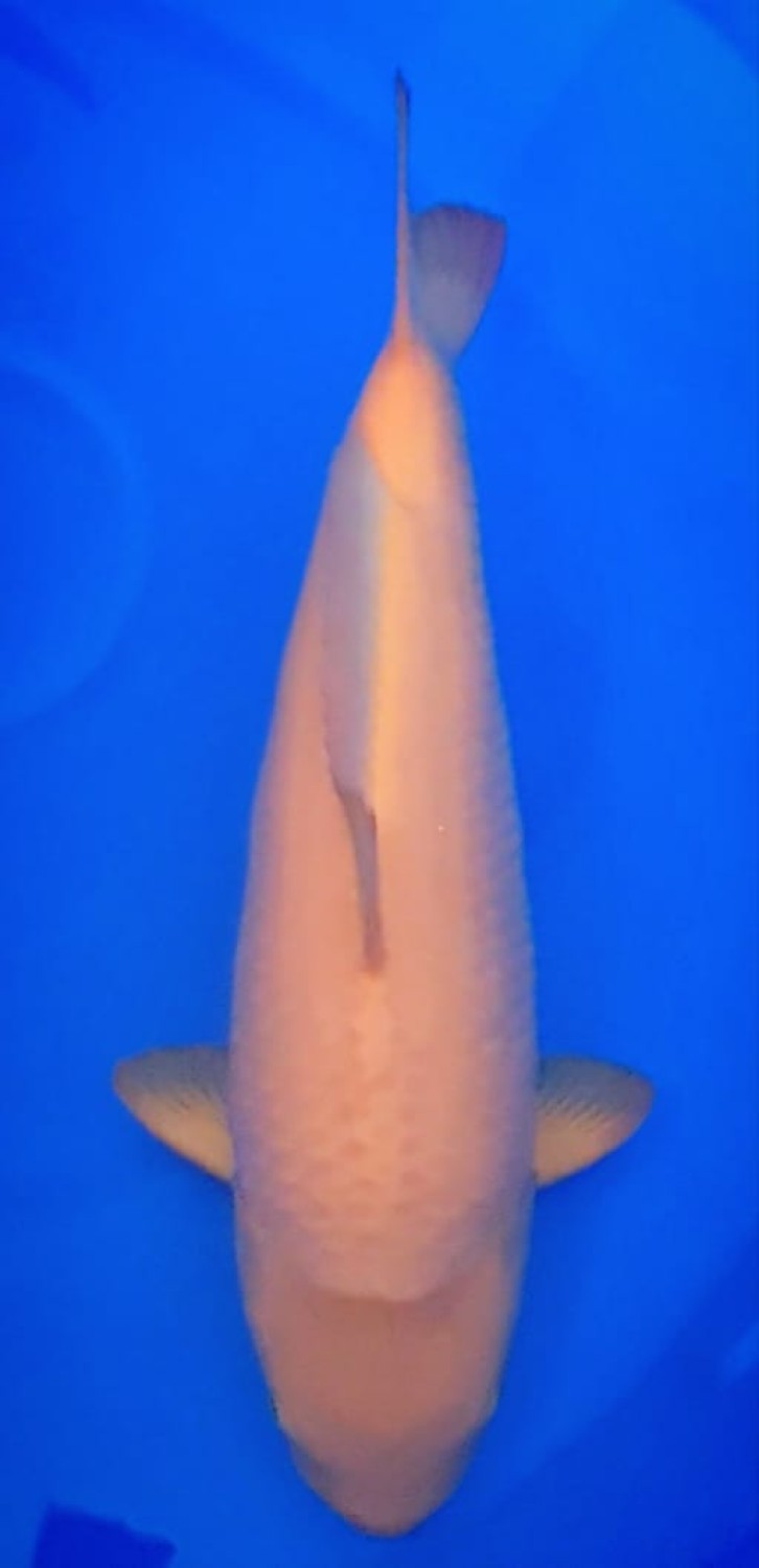 Juara 1