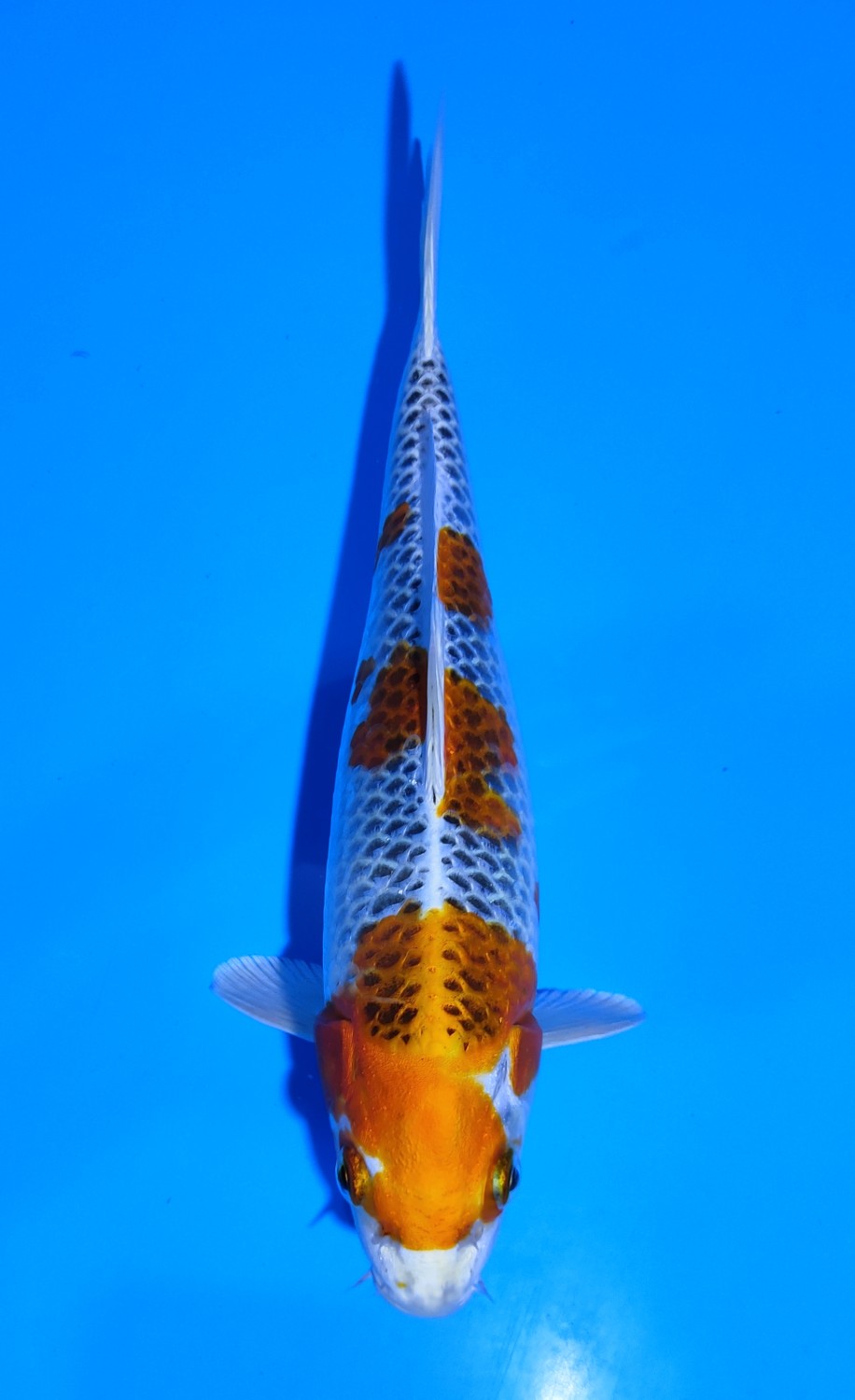 Juara 5