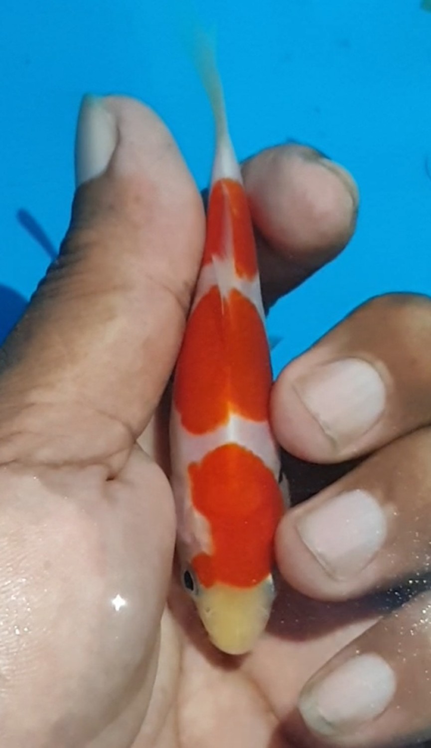 Juara 4