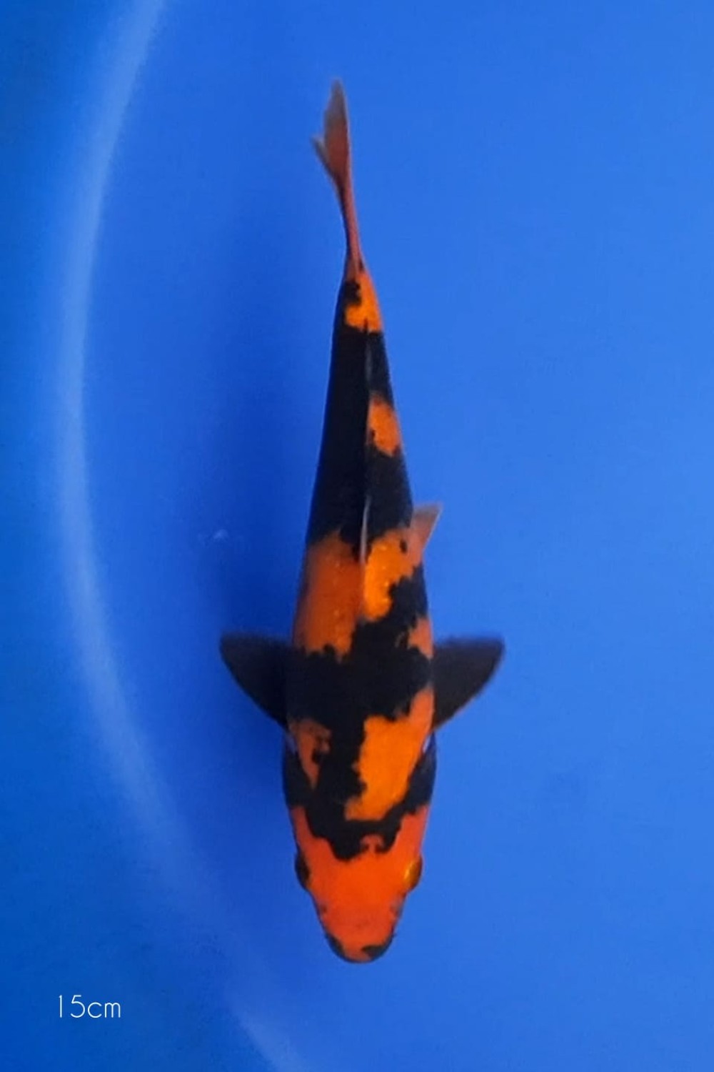 Juara 1