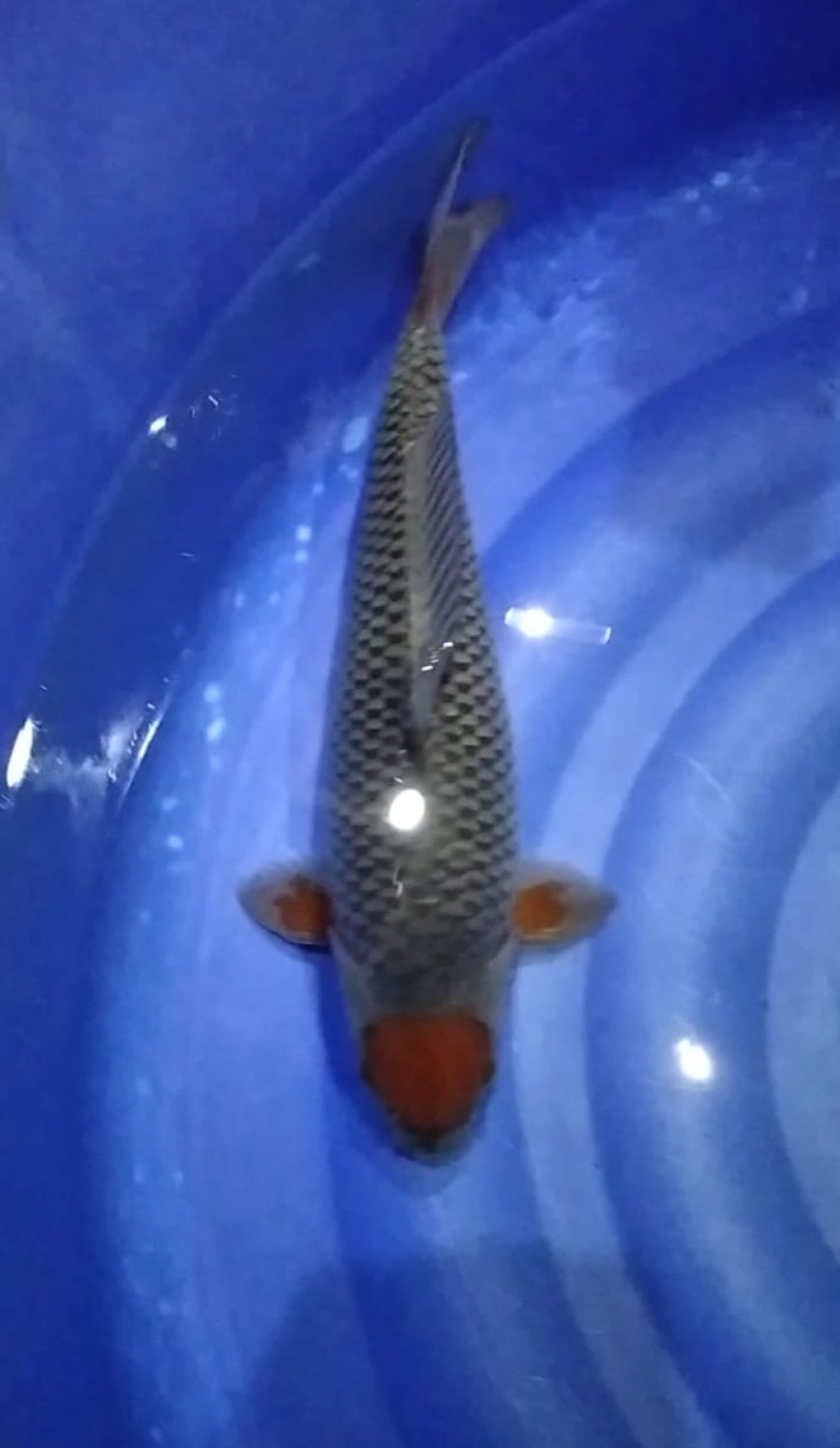 Juara 1