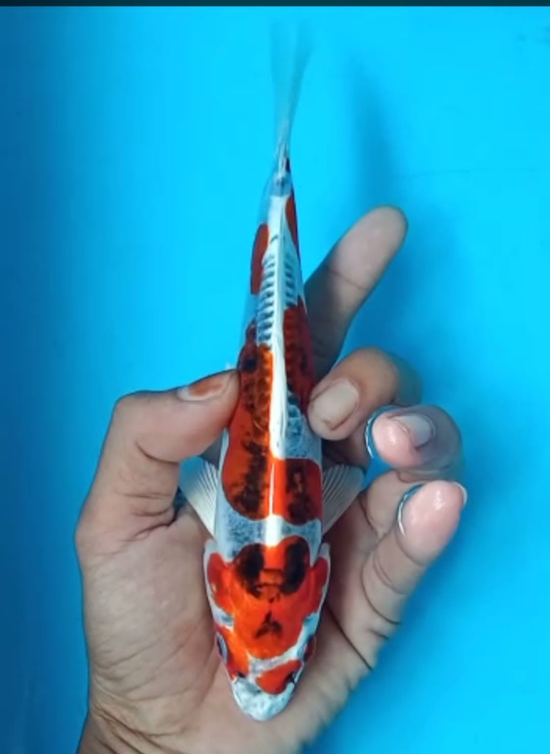 Juara 1