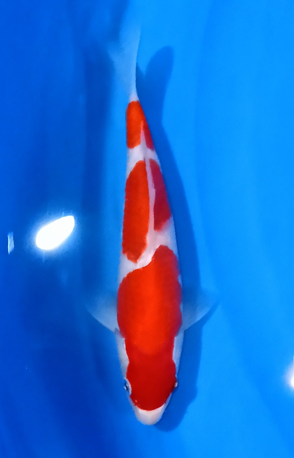 Juara 5