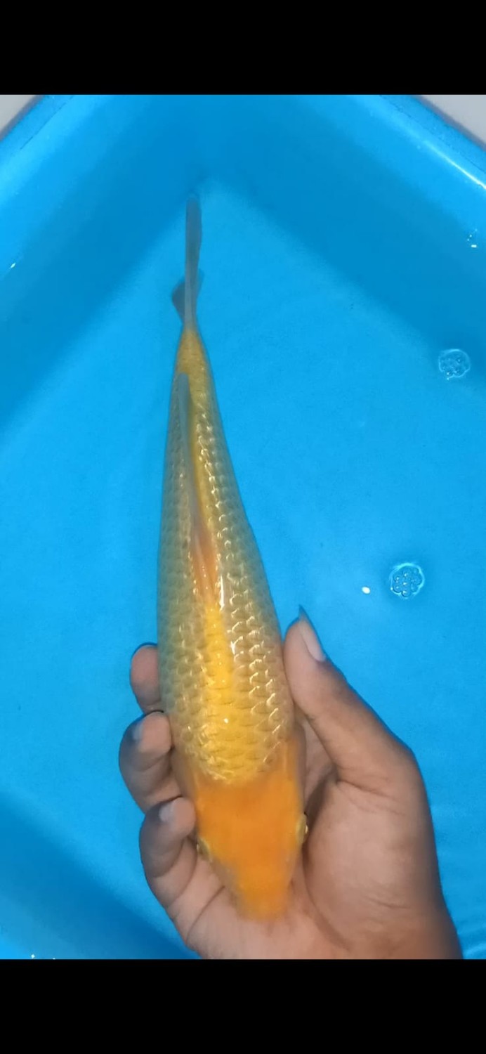 Juara 3