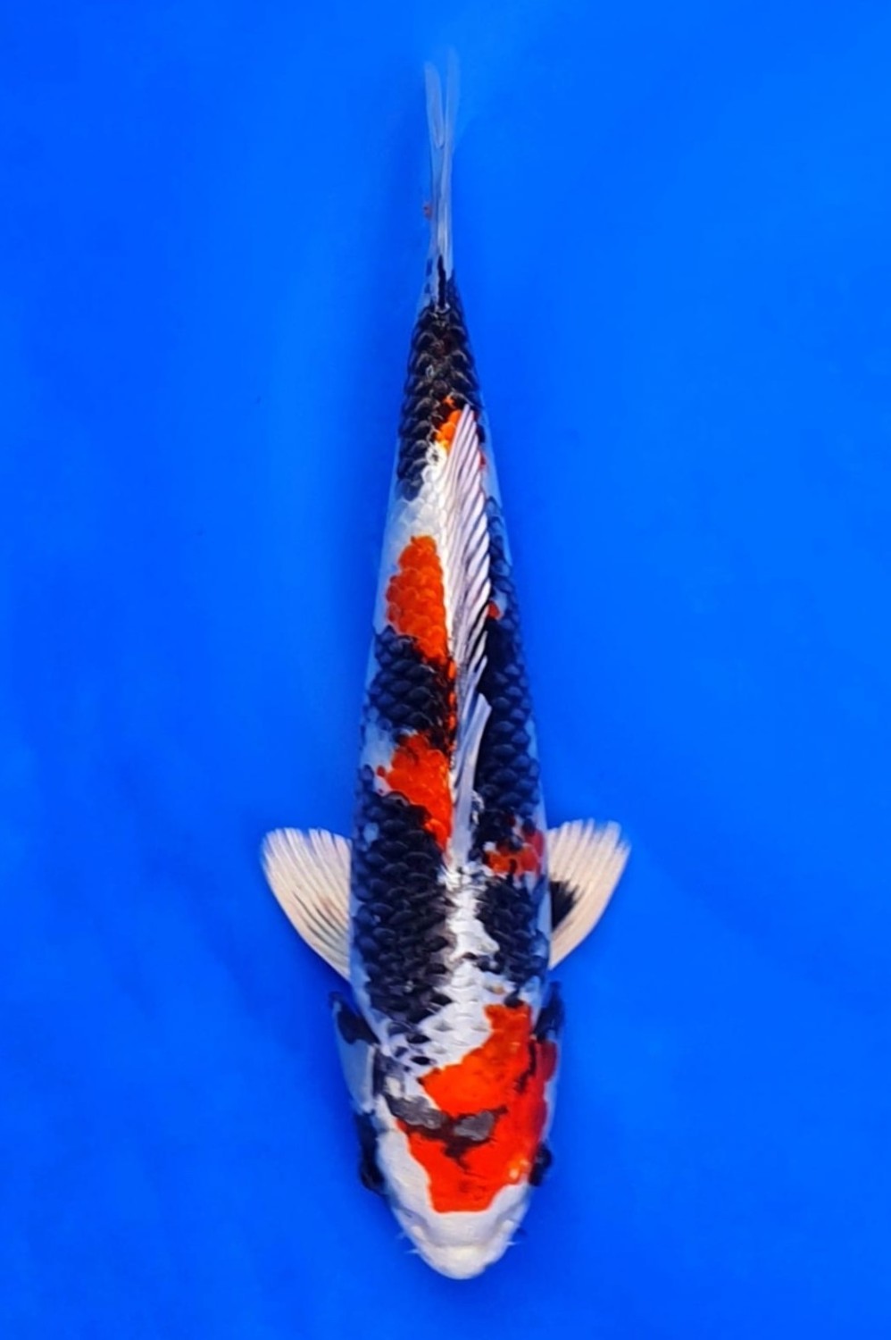 Juara 1