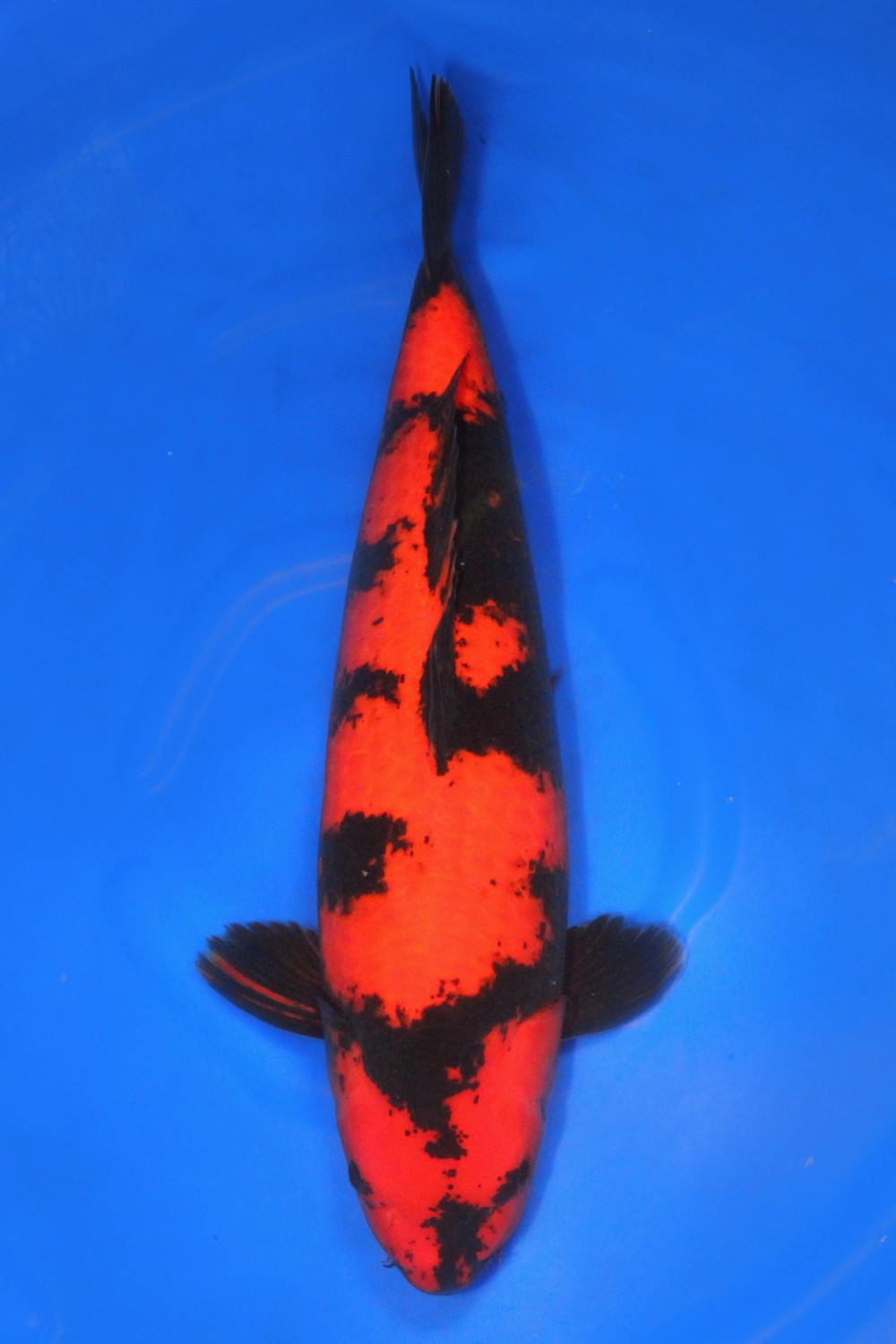 Best In Size D 66 - 70 cm