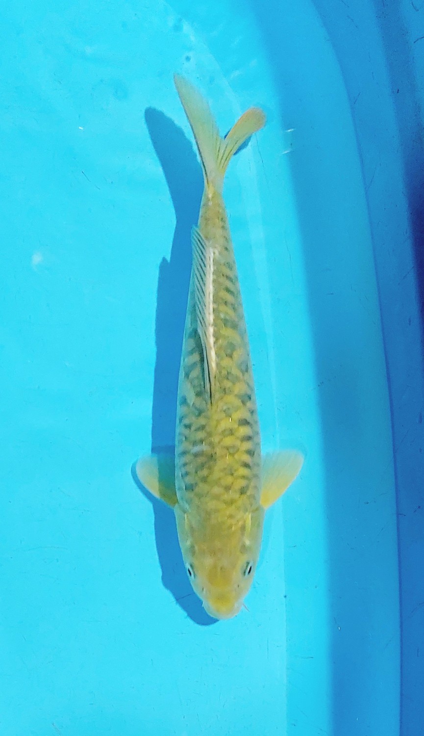 Juara 3