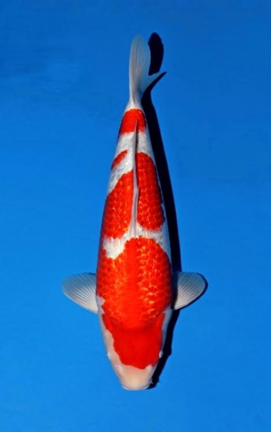 Best In Size B 46 - 50 cm