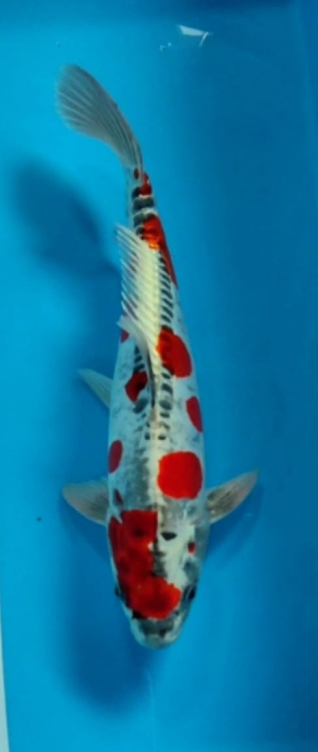 Juara 4