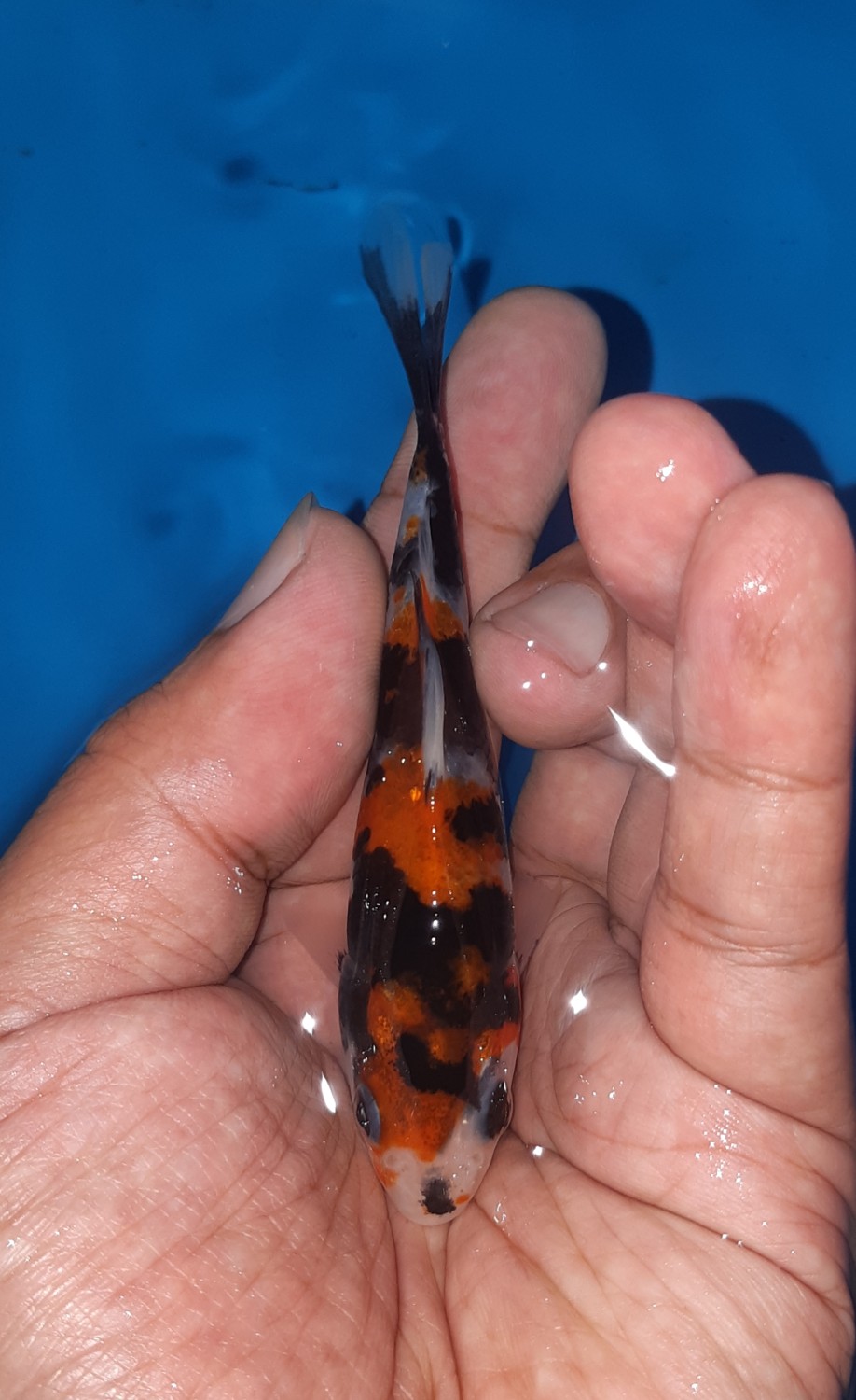 Juara 5