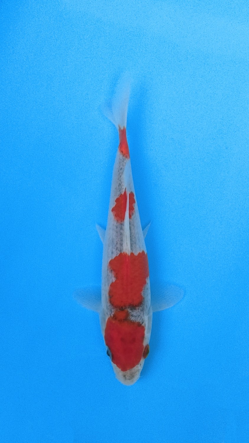 Juara 1