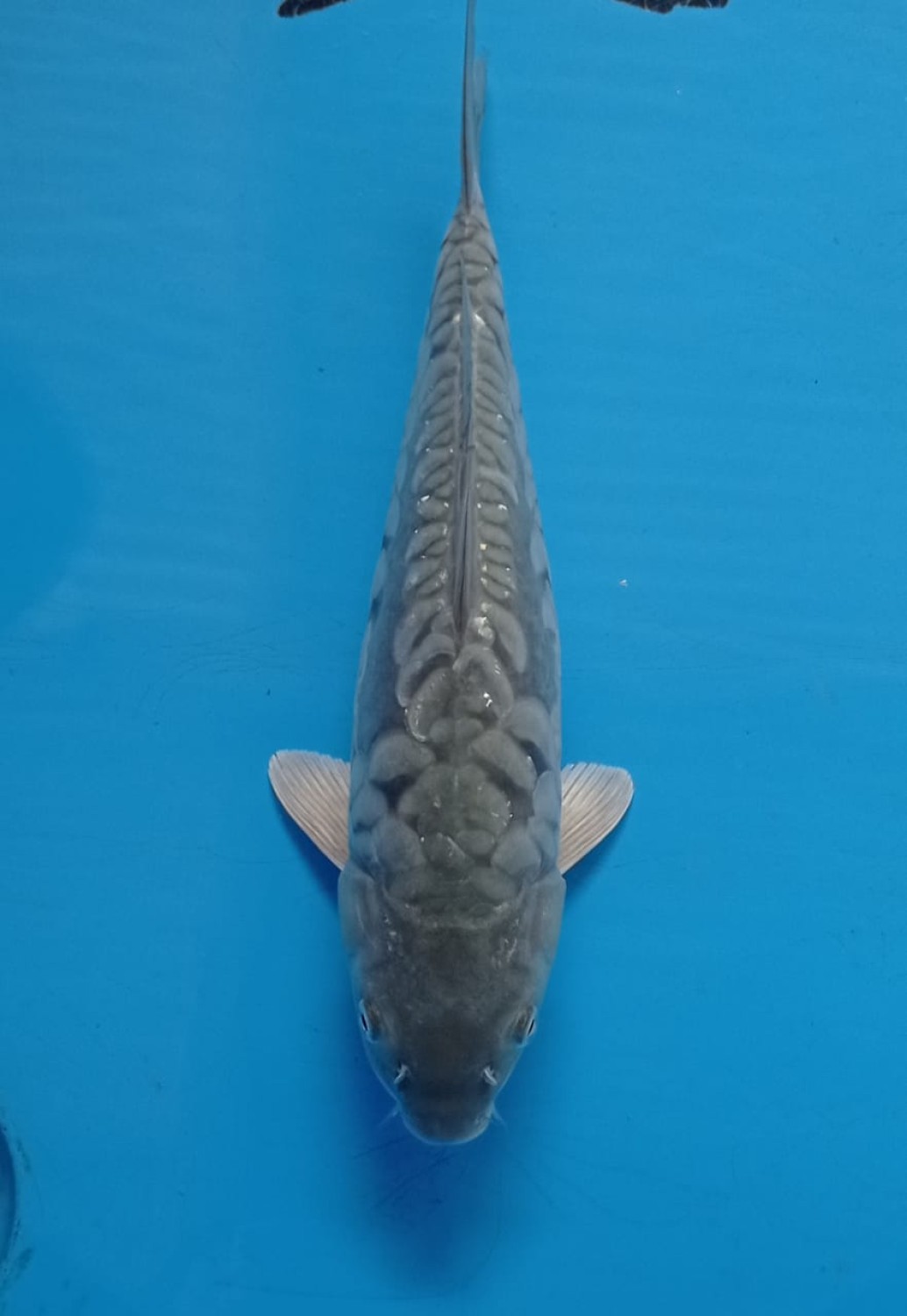 Juara 5