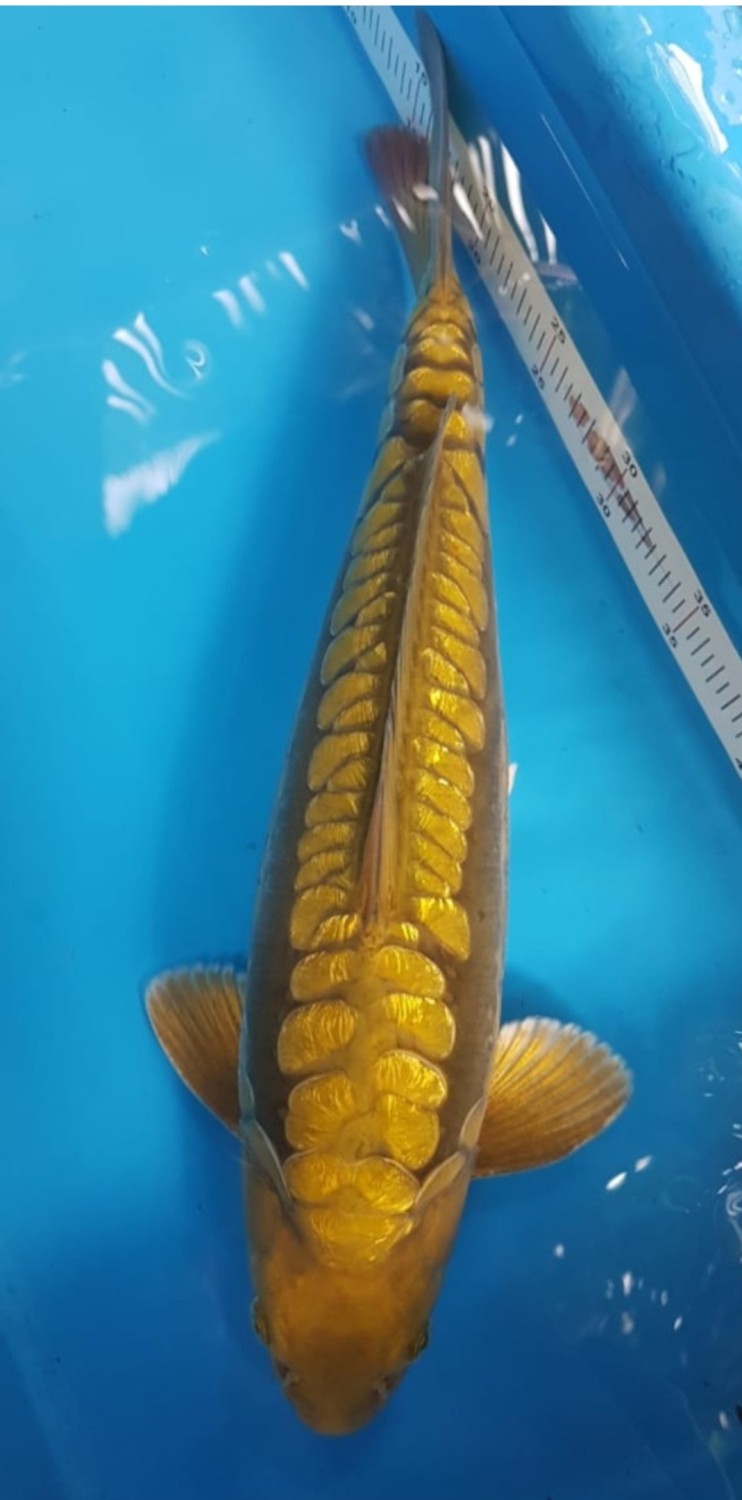 Best In Size F 46 - 50 cm