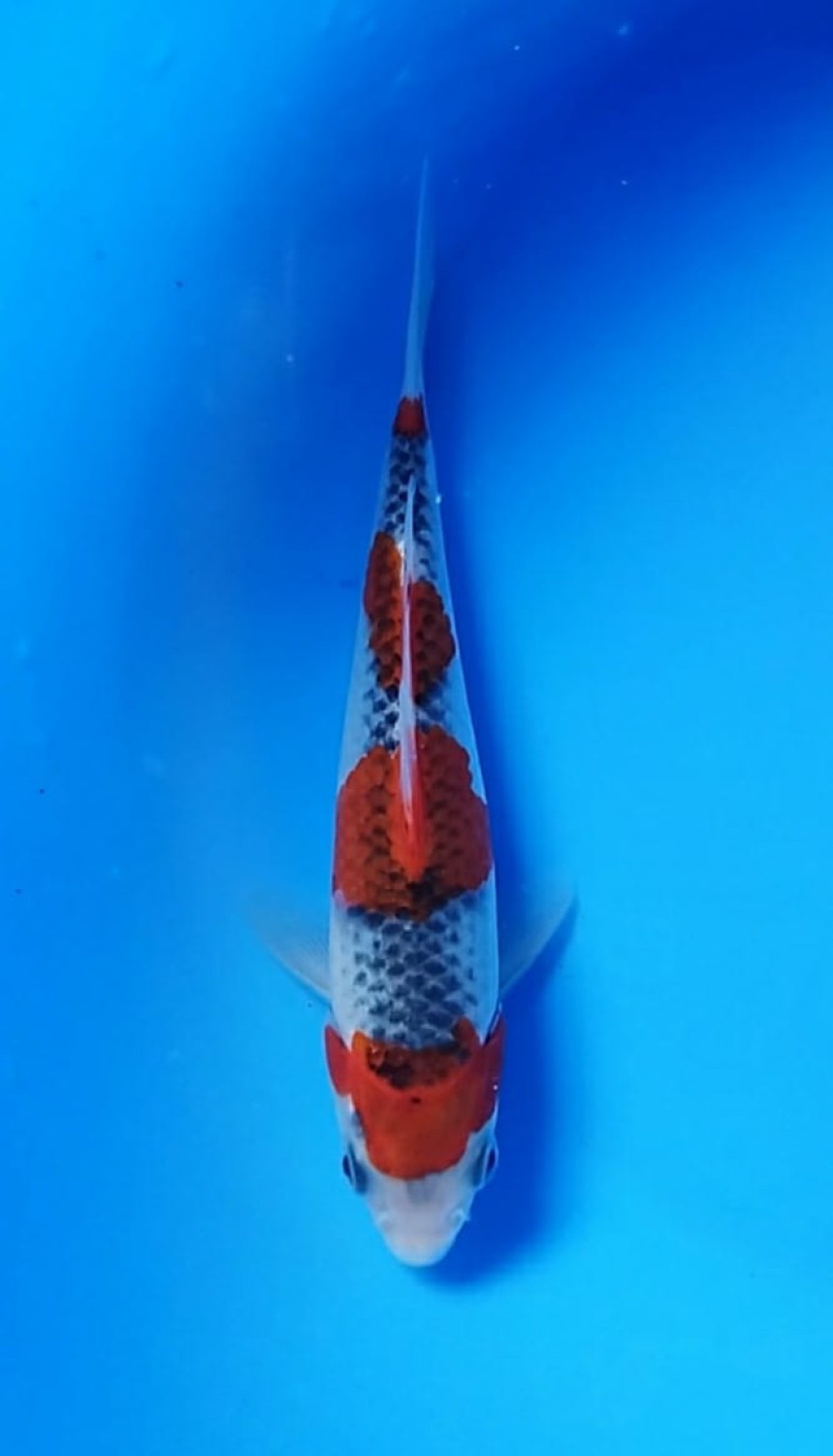 Juara 1