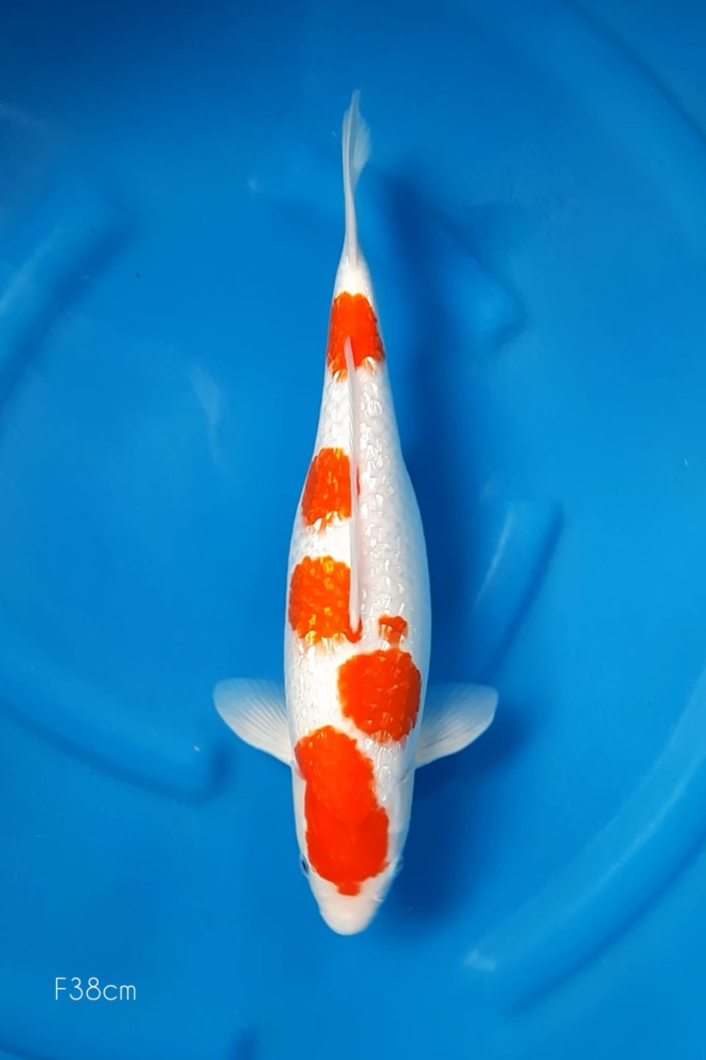 Juara 4
