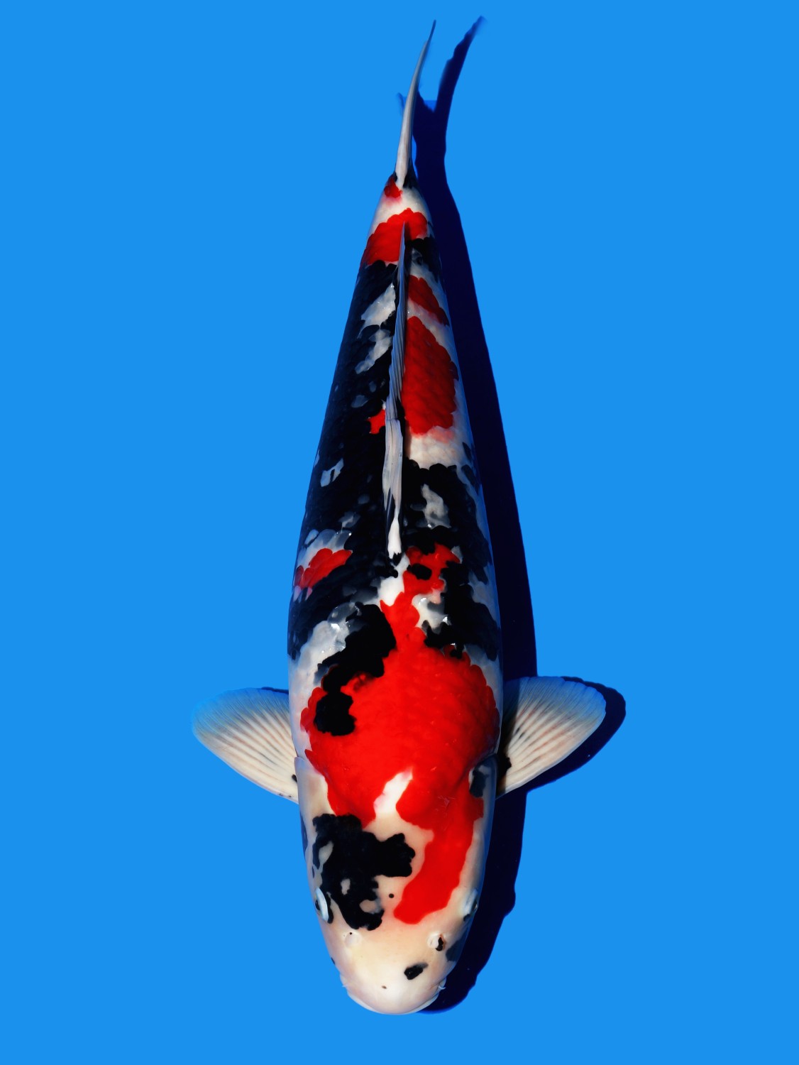 Best In Size A 56 - 60 cm
