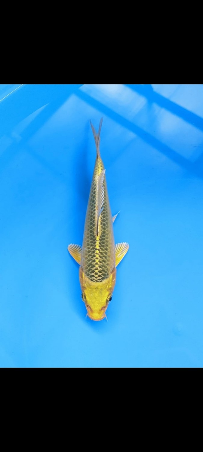 Juara 5