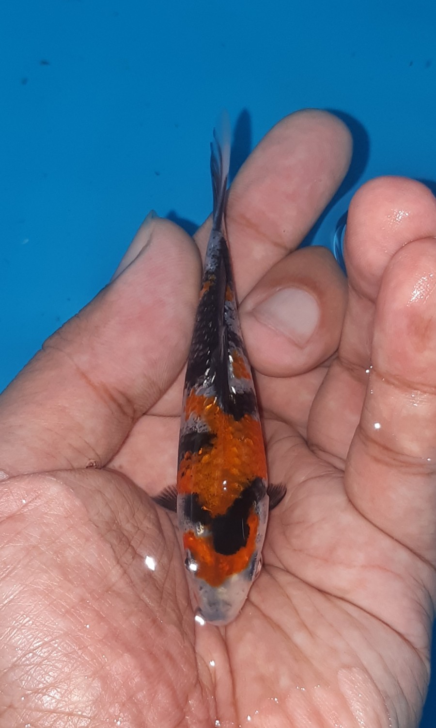 Juara 5