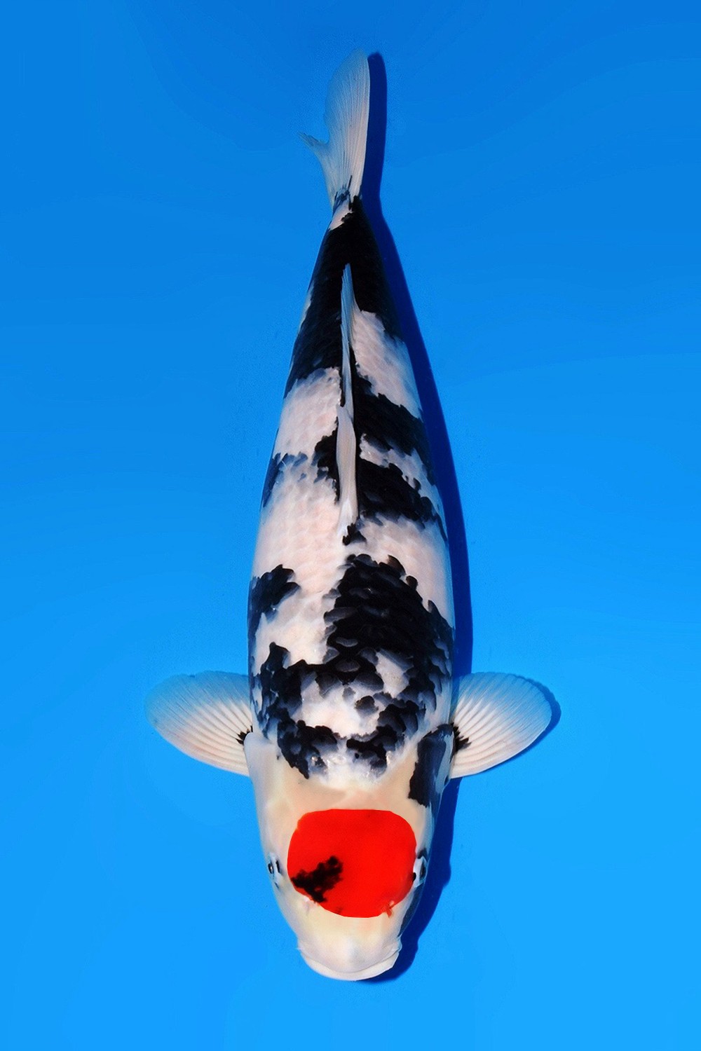 Juara 1