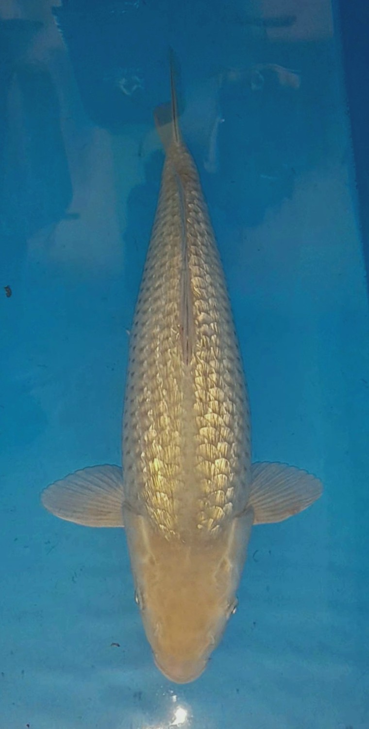 Juara 4