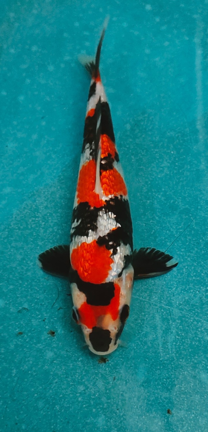 Best In Size B 16 - 20 cm
