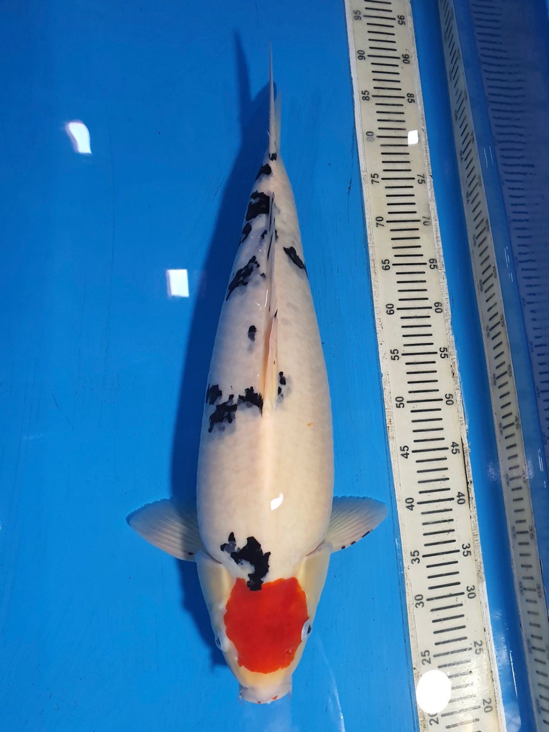 Best In Size C 51 - 55 cm