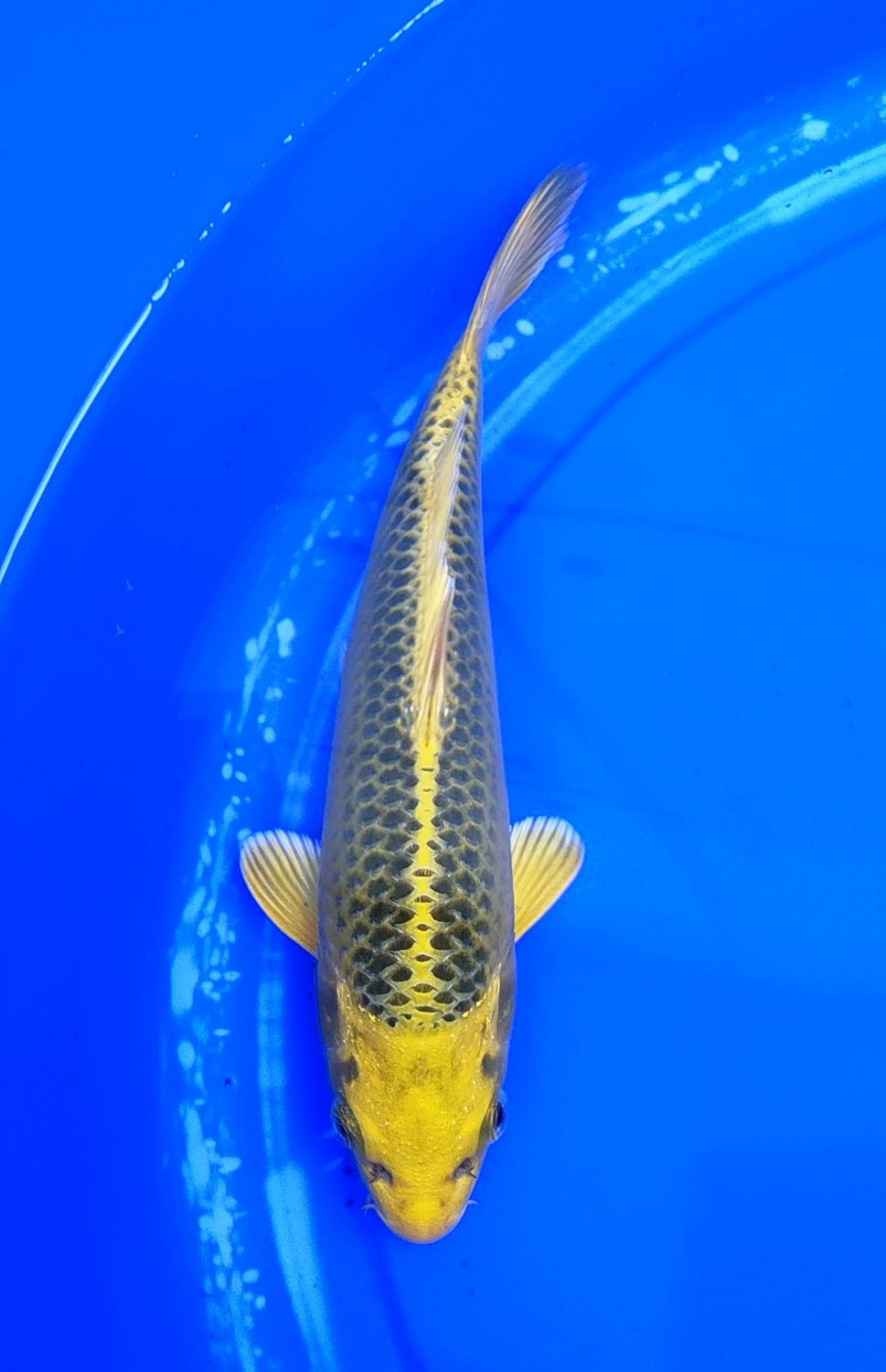 Juara 3