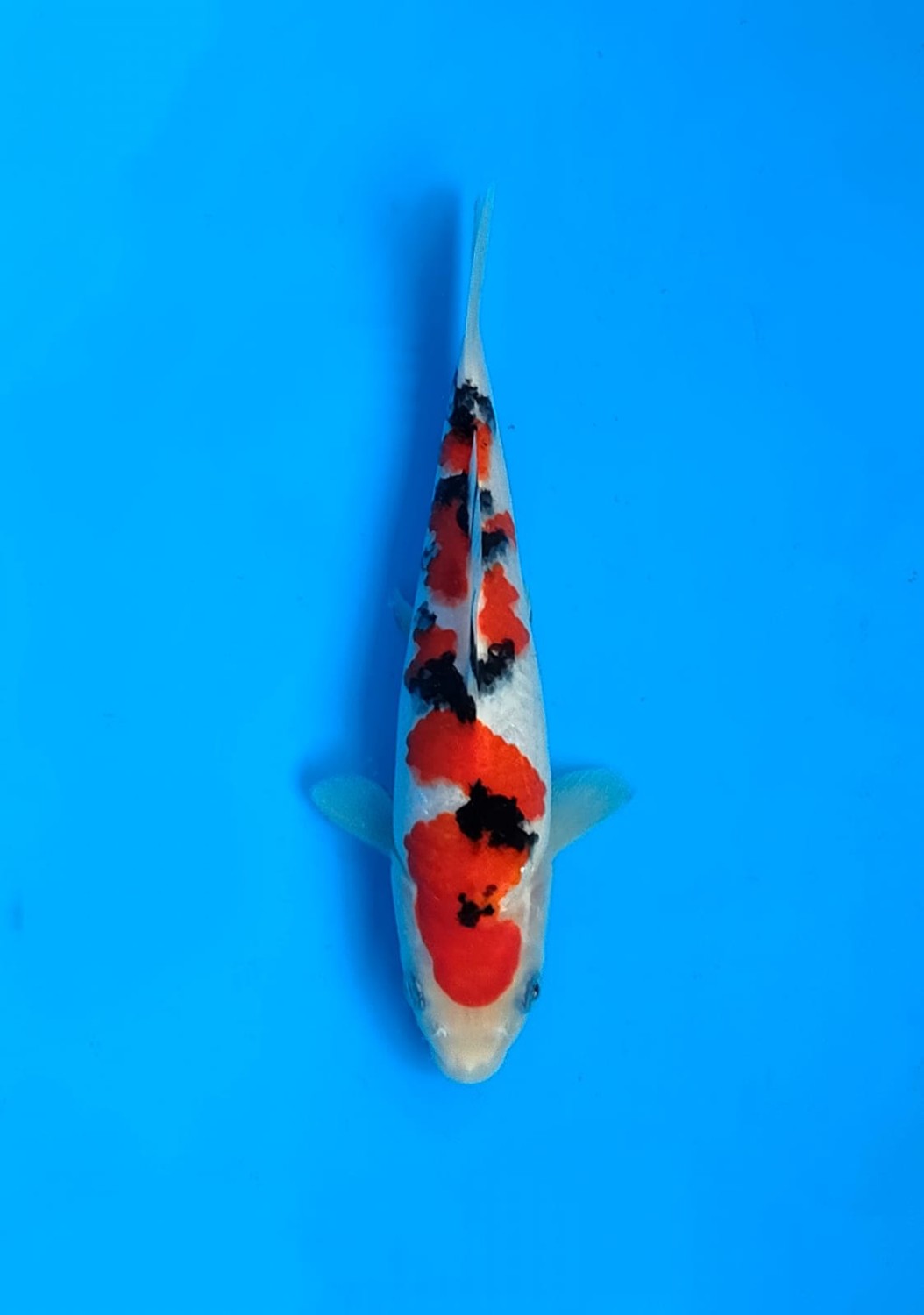 Best In Size A 16 - 20 cm