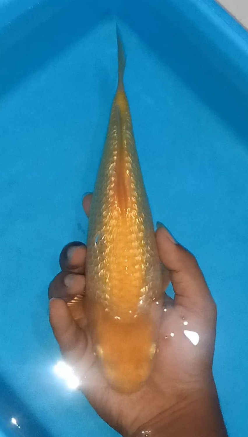 Juara 4