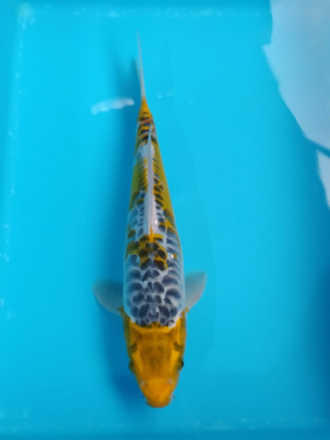 Juara 1