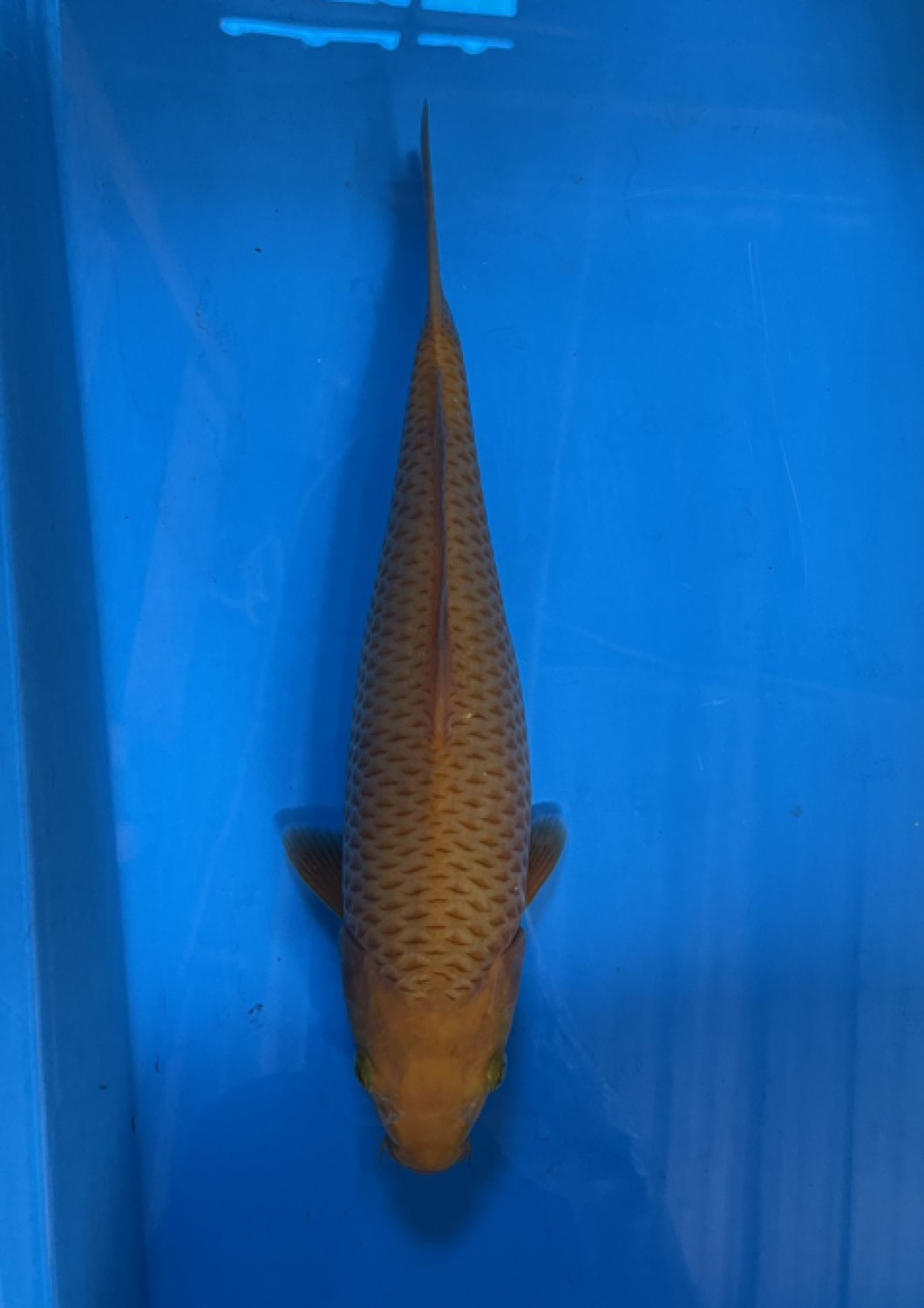 Juara 2