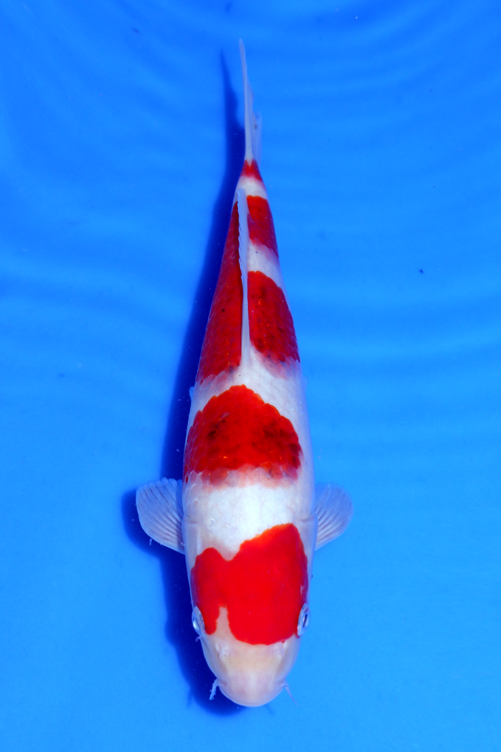 Juara 2