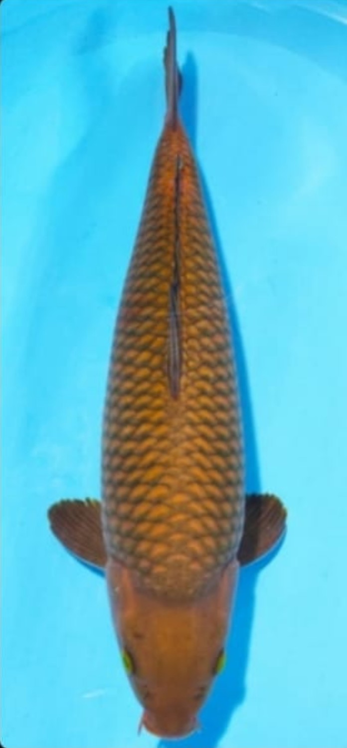 Juara 2