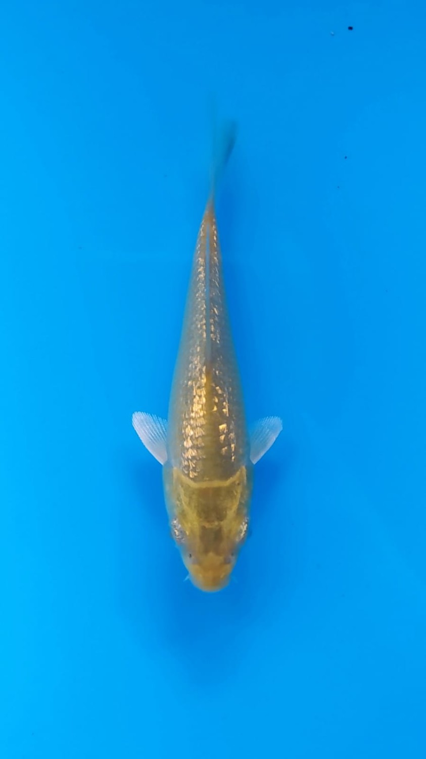 Juara 5