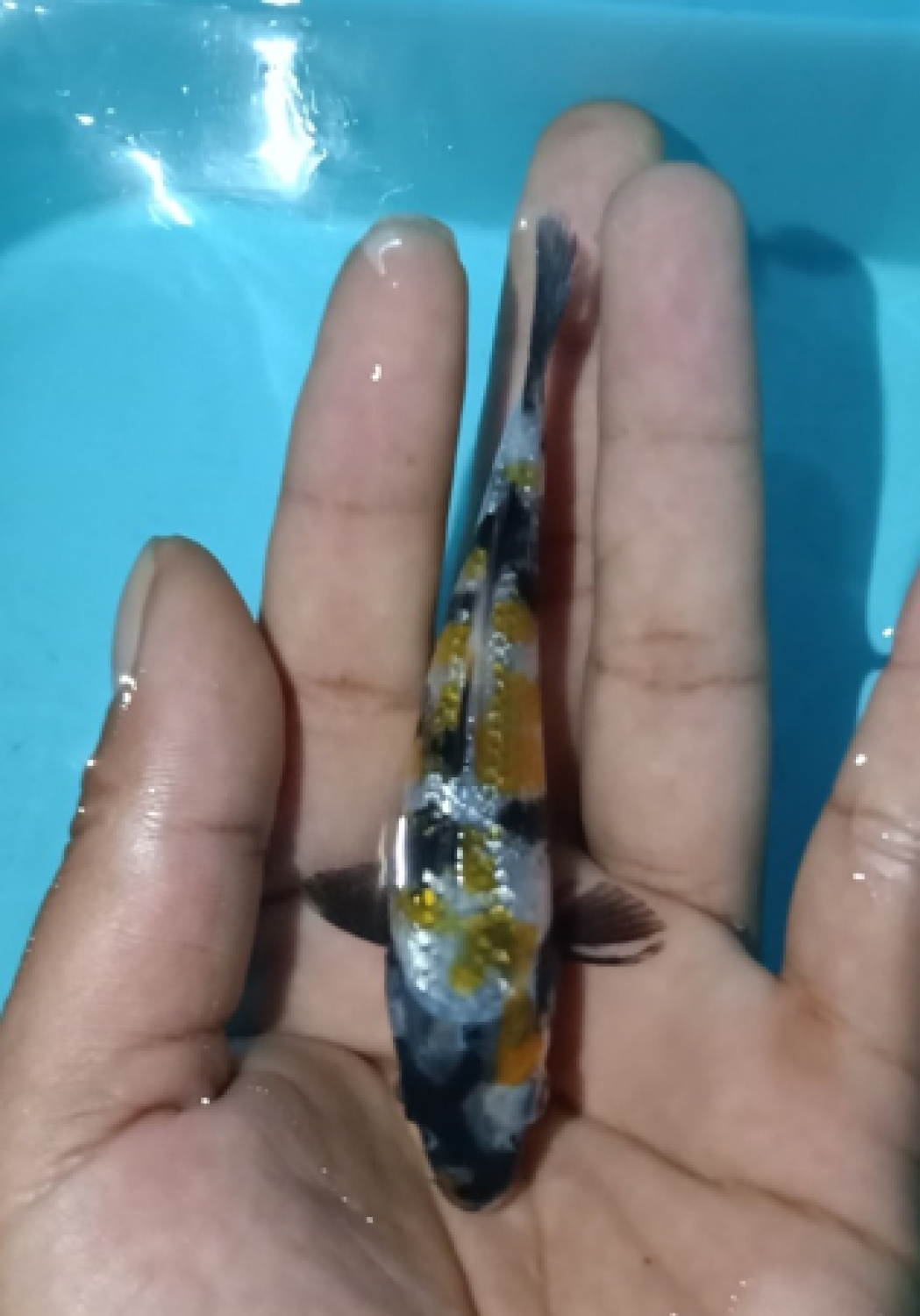 Juara 1
