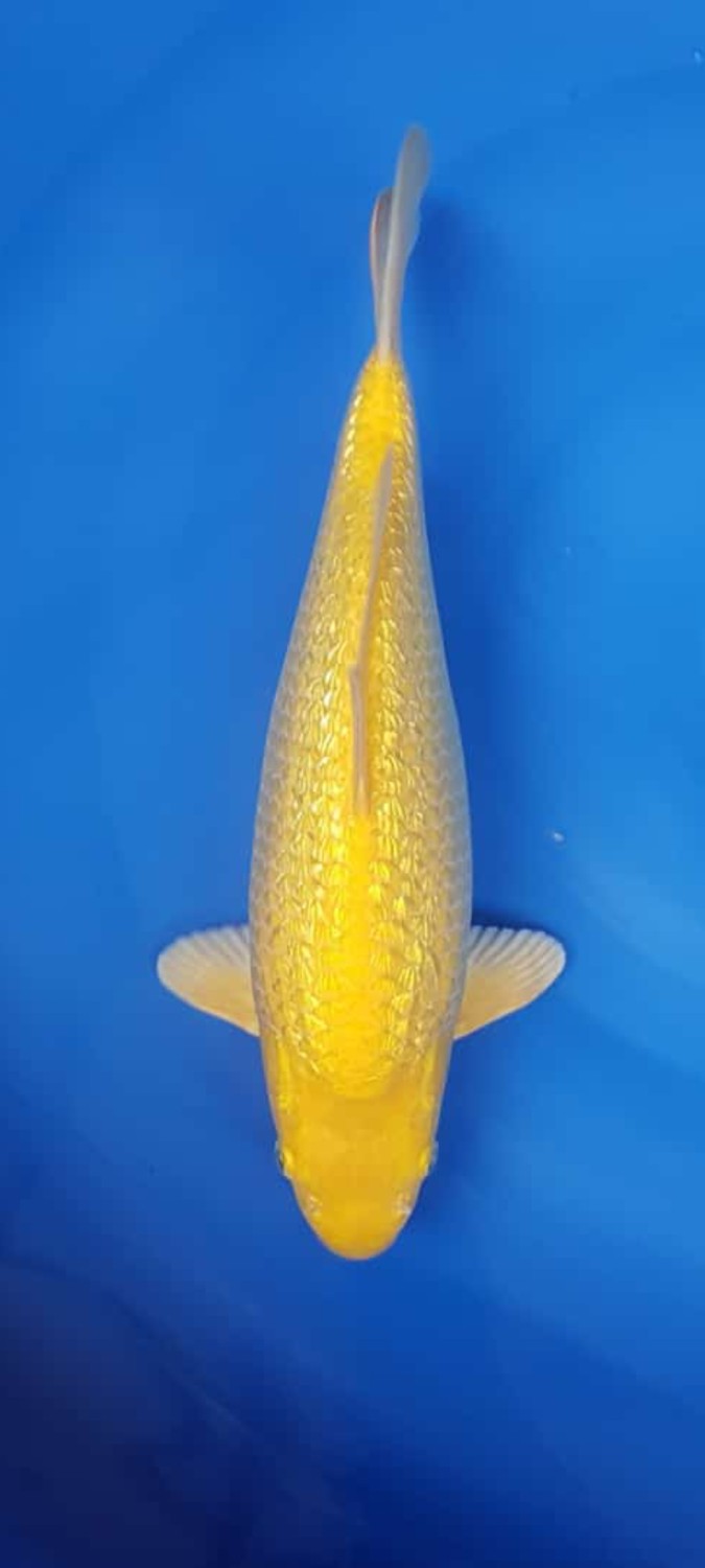 Juara 1