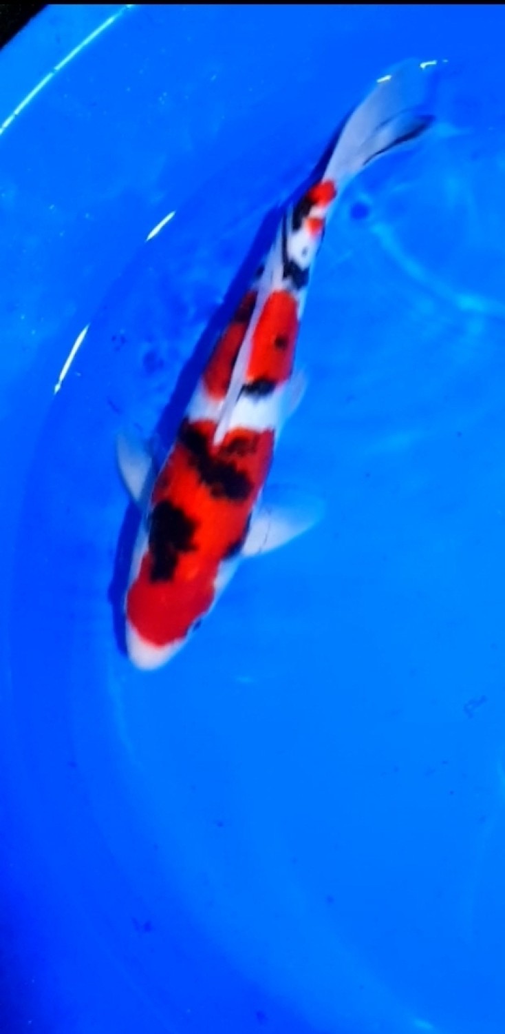 Juara 2