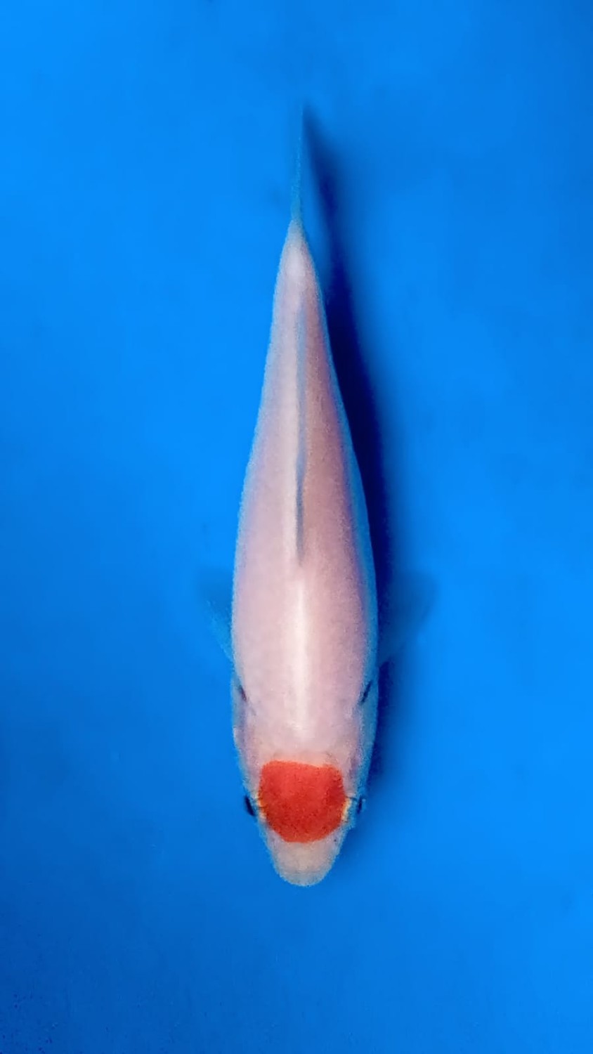 Juara 2
