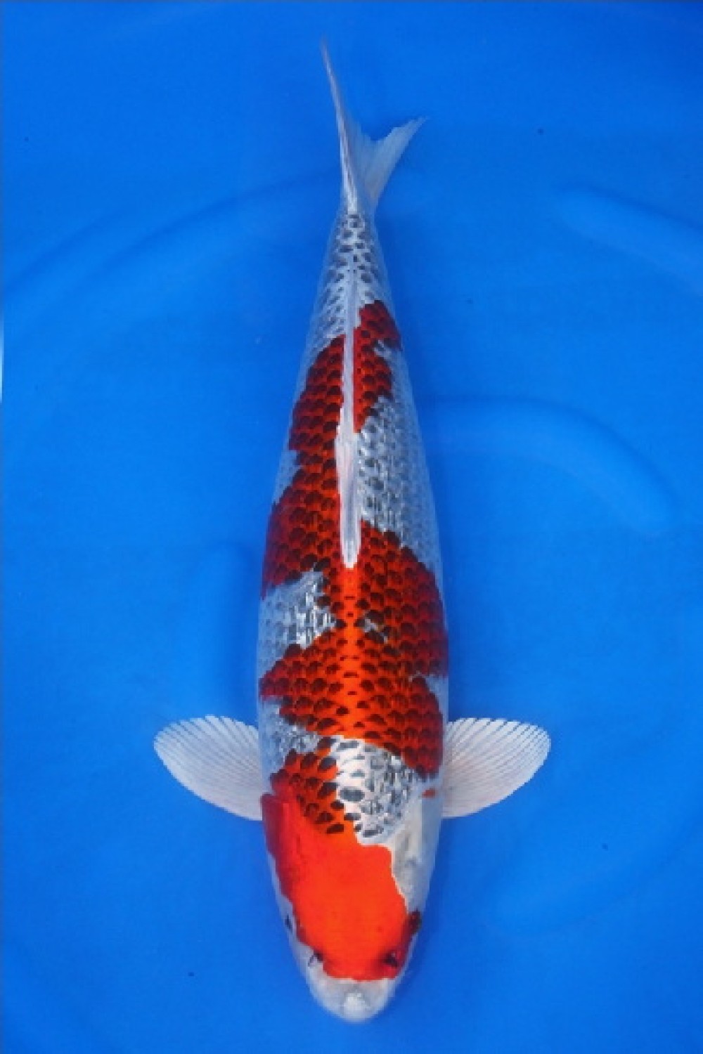 Best In Size C 61 - 65 cm