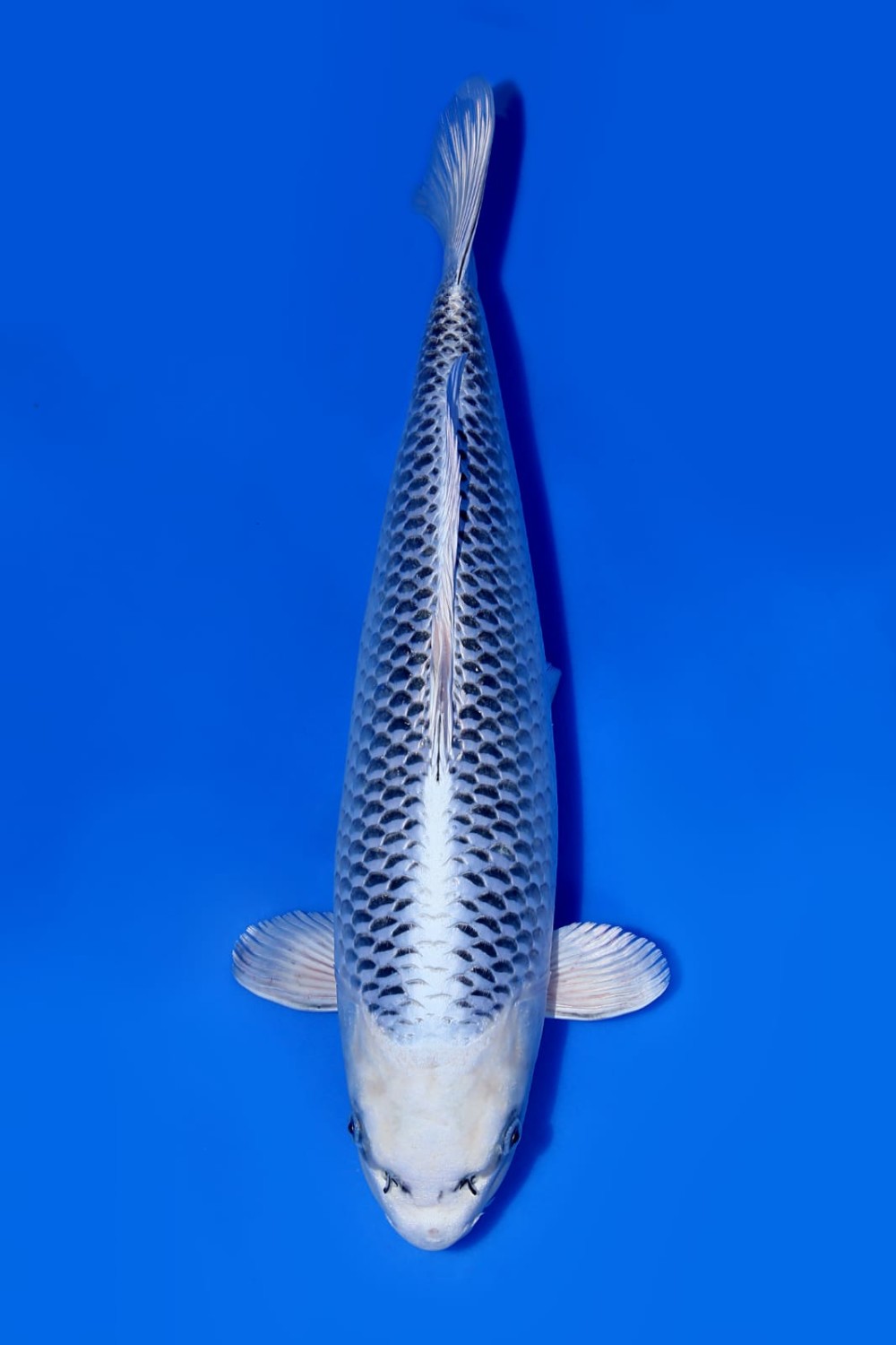 Juara 1