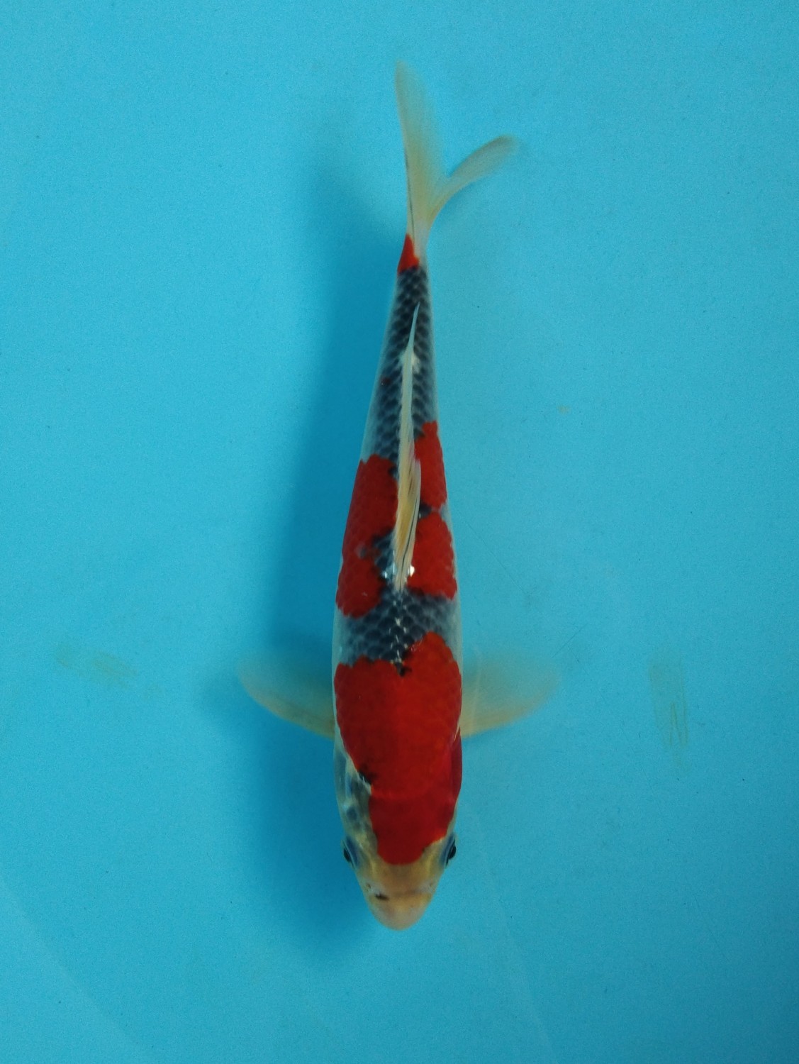 Juara 2