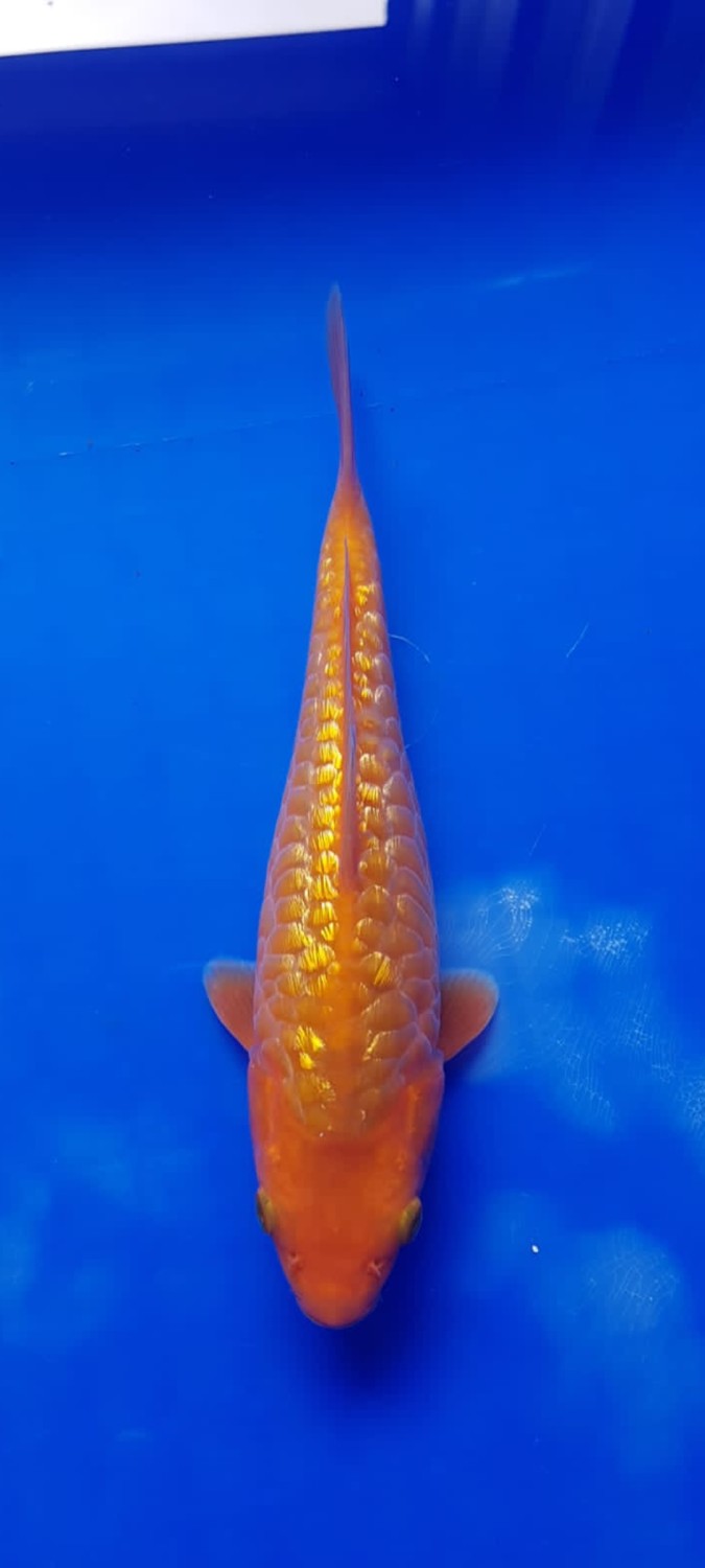 Best In Size F 16 - 20 cm