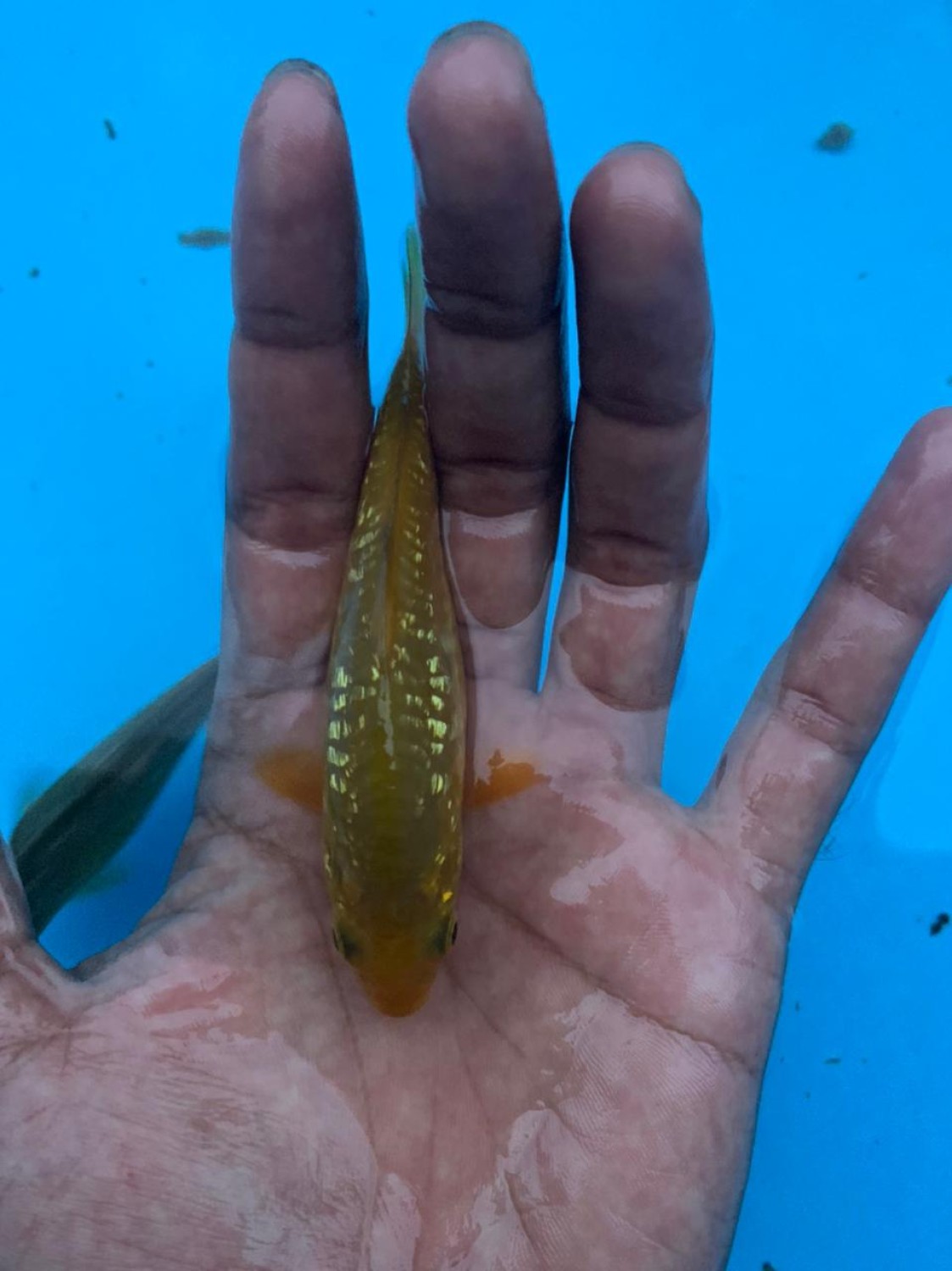 Juara 1
