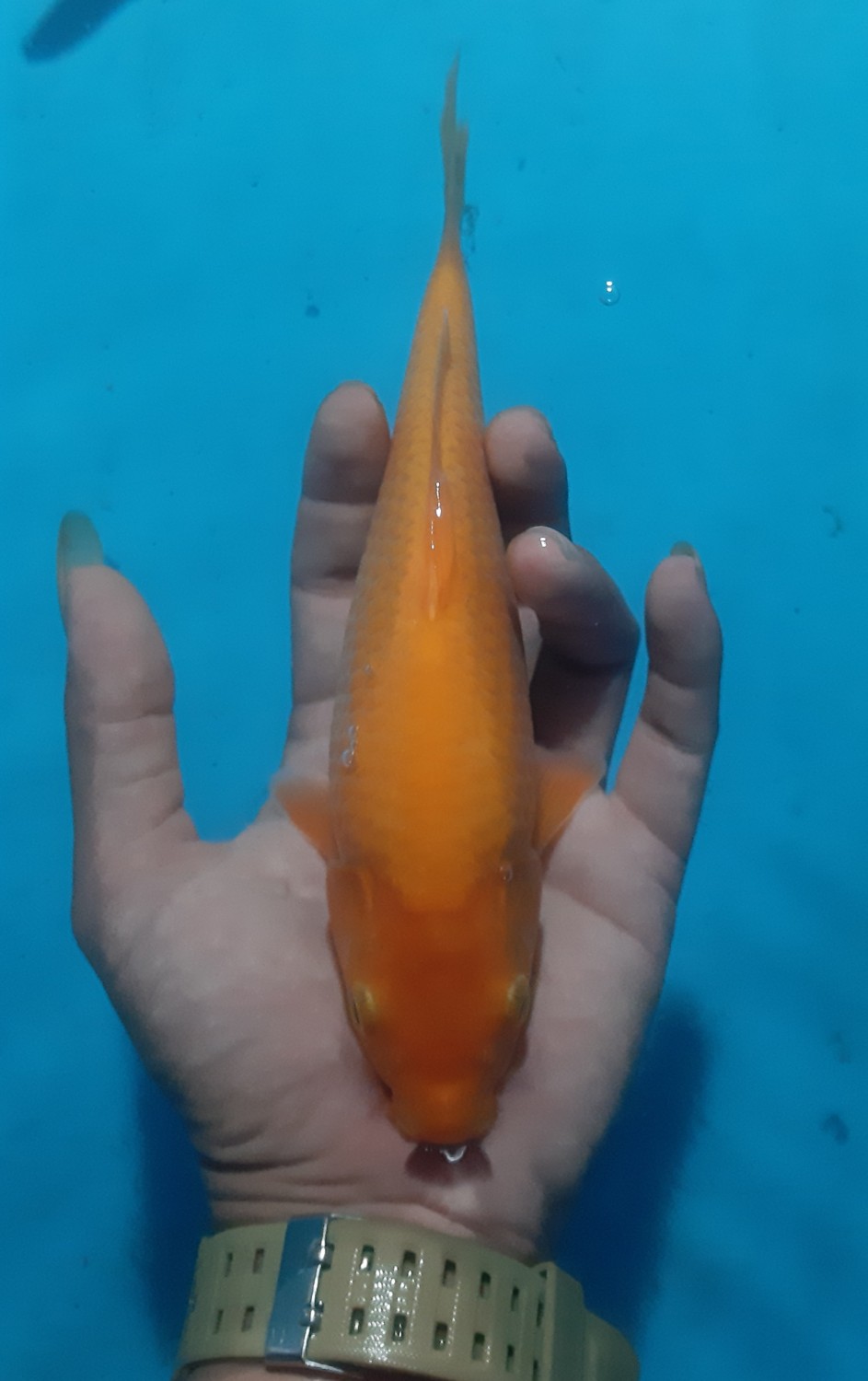 Juara 4